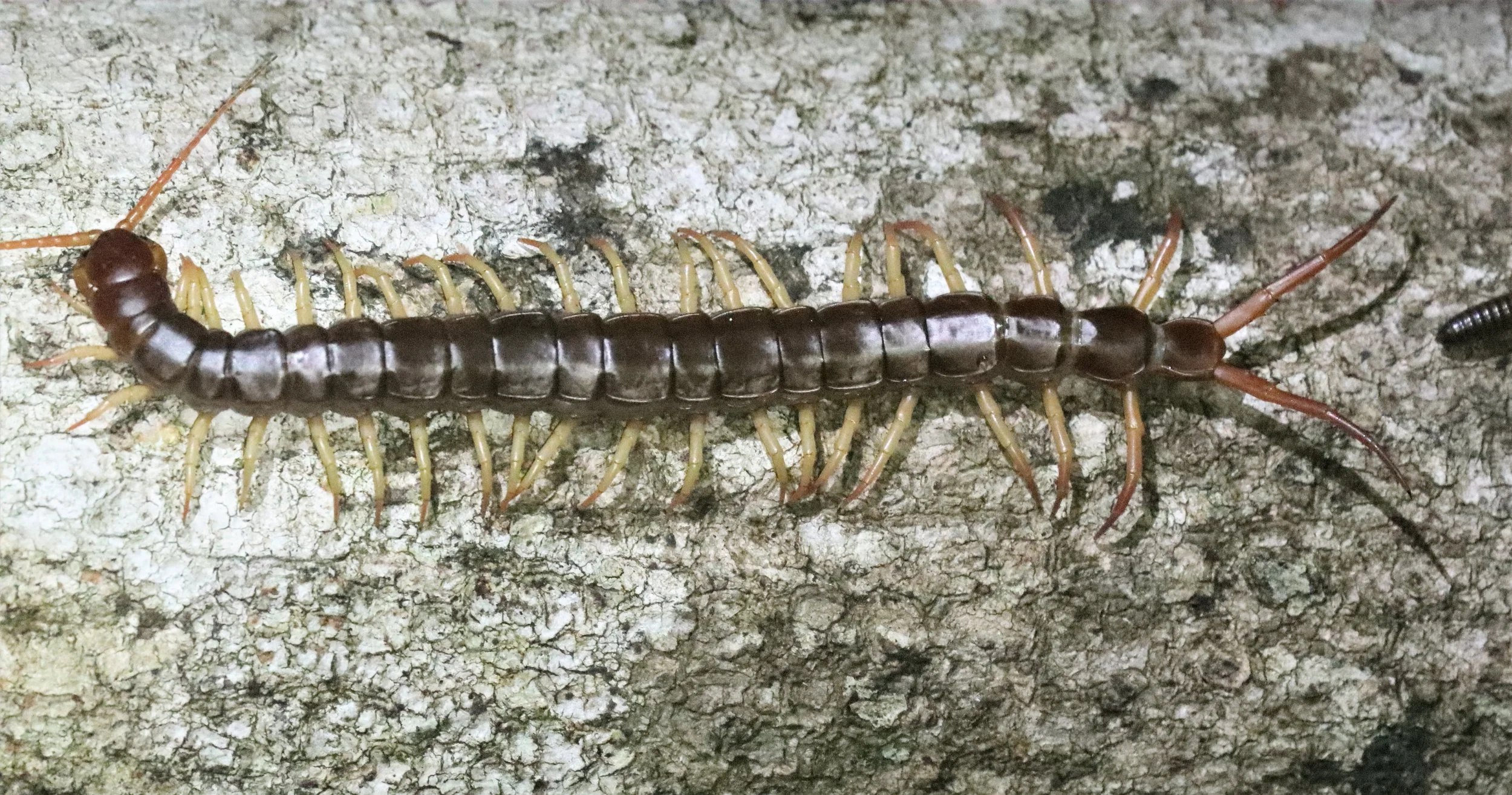 Giant Asian Centipede (Scolopendra dehaani) produces one of the most painful bites in the animal kingdom.