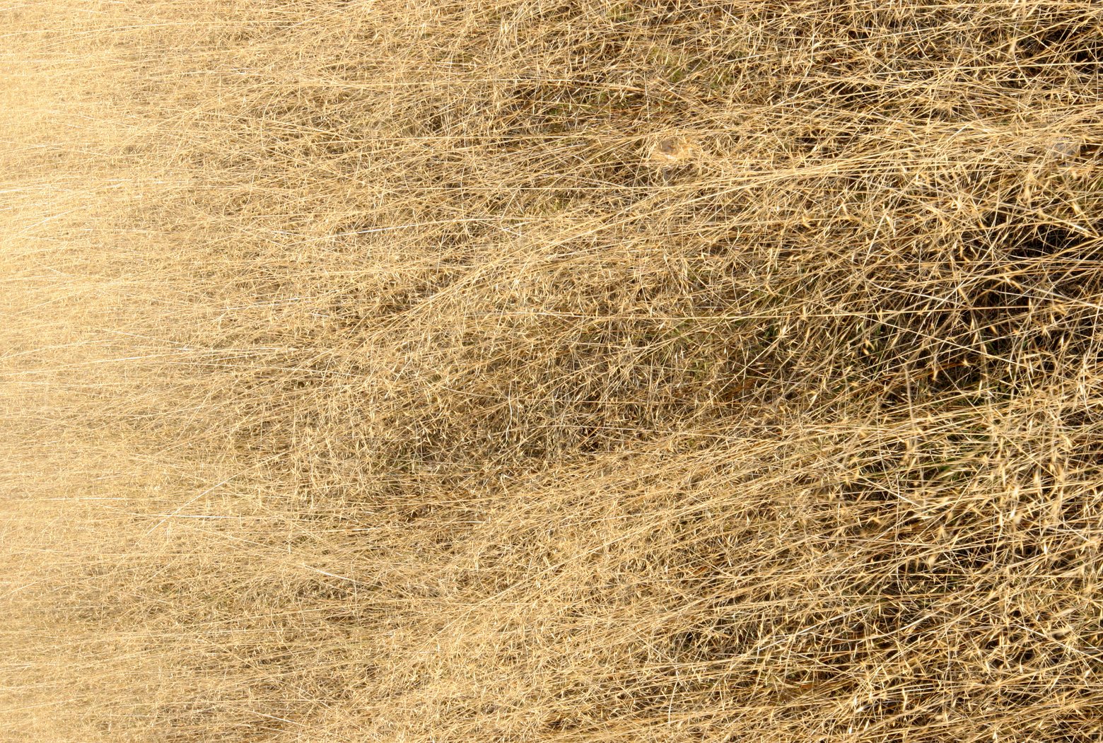 BOTSWANA -KALAHARI DESERT PLANET BAOBAB BOTSWANA (7).JPG