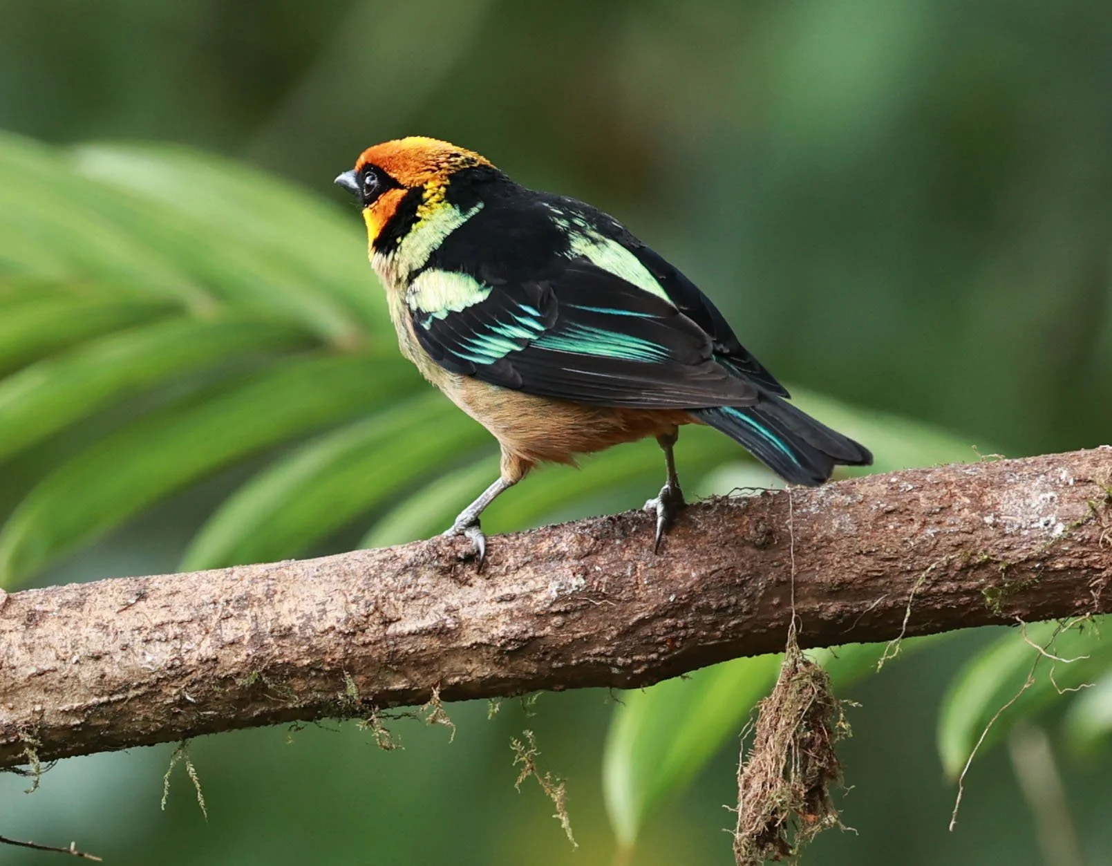 Tanager - Flame-faced Tanager - Tangara parzudakii - Bellavista Cloud Forest Lodge, Ecuador.JPG