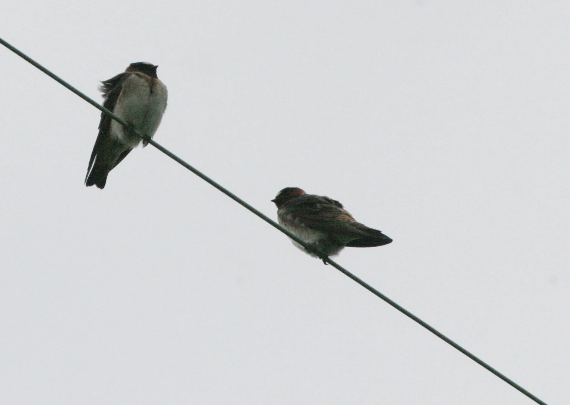 Cliff Swallow (Petrochelidon pyrrhonota) Jamestown Washington Olympic Peninsula (1).JPG