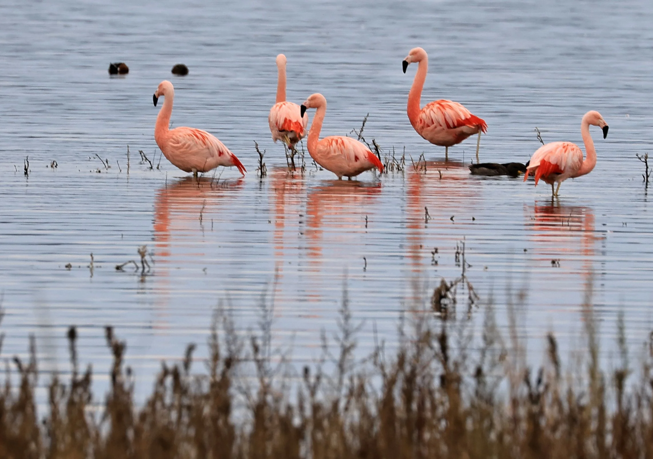 Chilean Flamingo (Phoenicopterus chilensis) Lagunas del Ornitólogo, Trelew Argentina (88).jpg