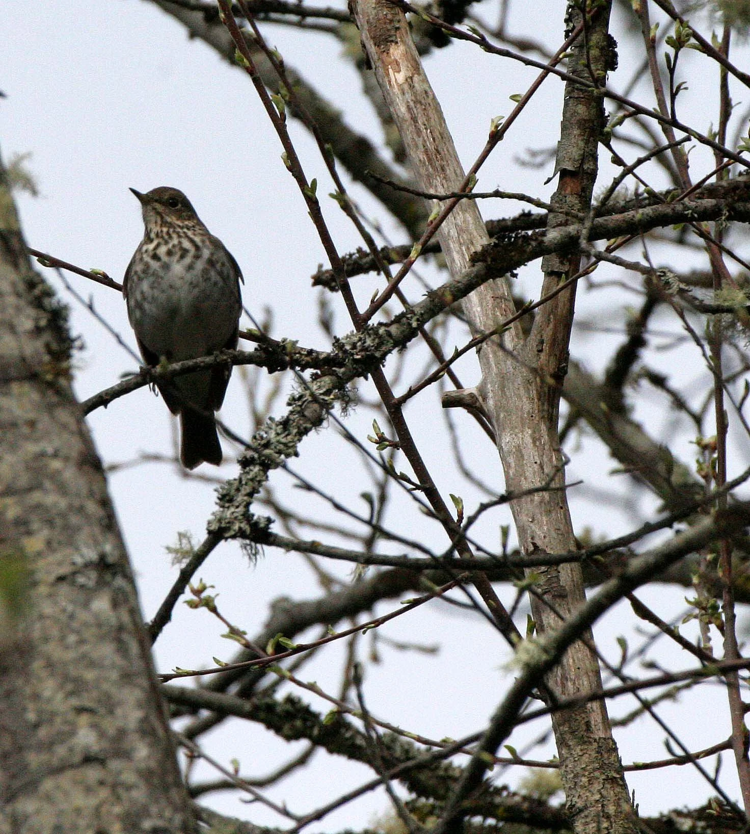 BIRD - THRUSH - HERMIT THRUSH - LAKE FARM WASHINGTON.JPG
