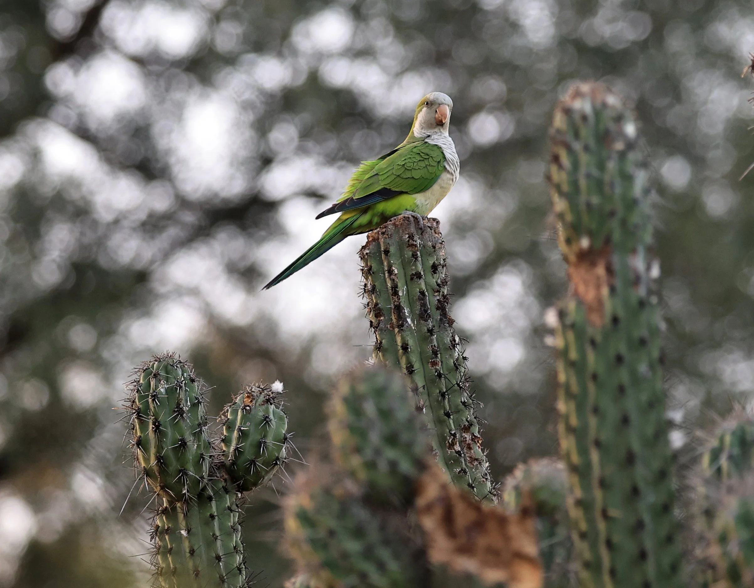 Monk Parakeet (Myiopsitta monachus) Fortin Toledo Paraguay  (5).jpg
