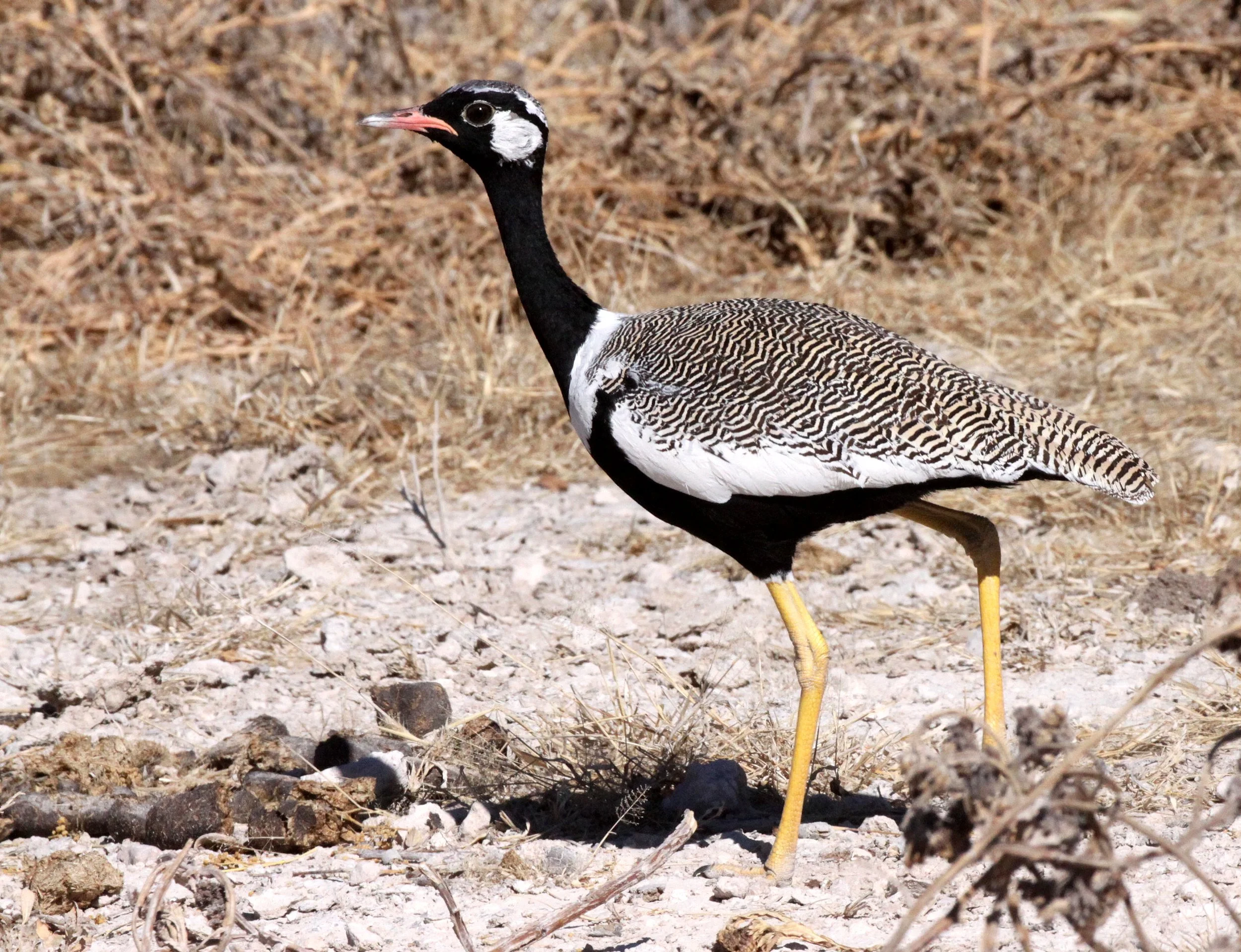 Northern Black Korhaan (Afrotis afraoides) Etosha National Park Namibia (20).JPG