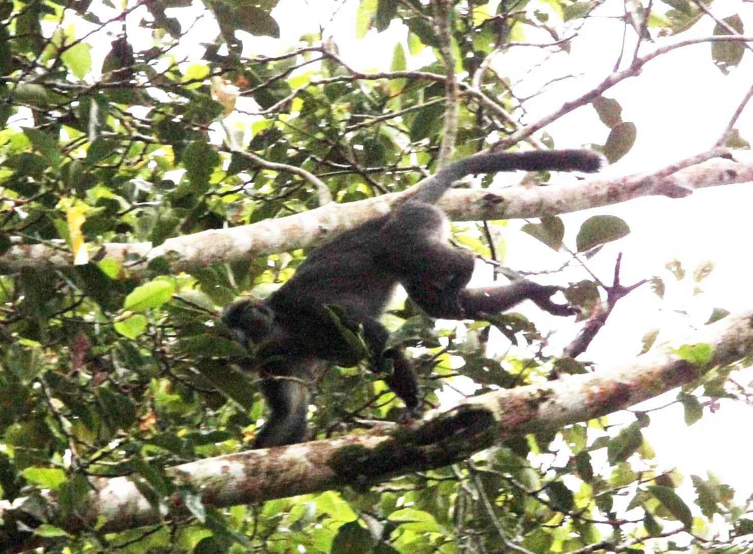 CERCOPITHECIDAE - Presbytis comata comata JAVAN GRIZZLED LANGUR - UJUNG KULON NATIONAL PARK - JAVA BARAT INDONESIA  (10).JPG
