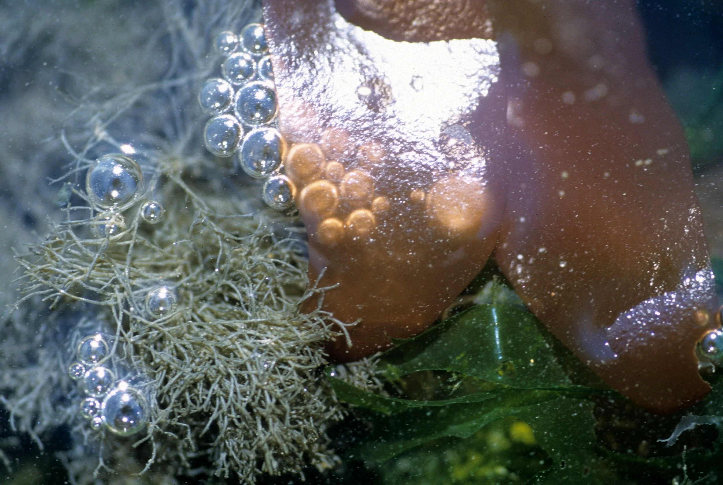 Phaeophytan algae expelling gas