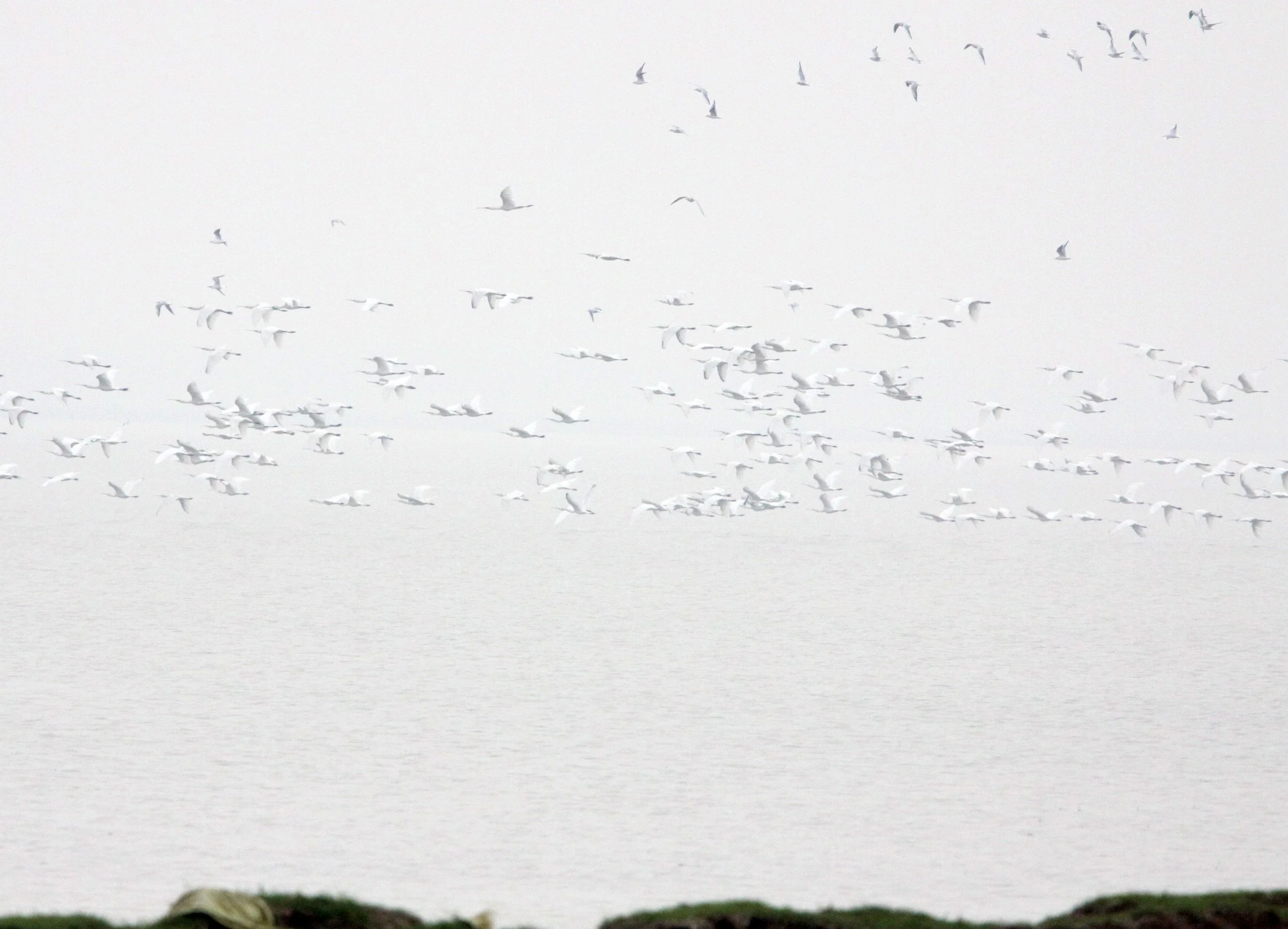 SPOONBILL - EURASIAN SPOONBILL - Platalea leucorodia - POYANG LAKE, JIANGXI PROVINCE, CHINA (16).JPG