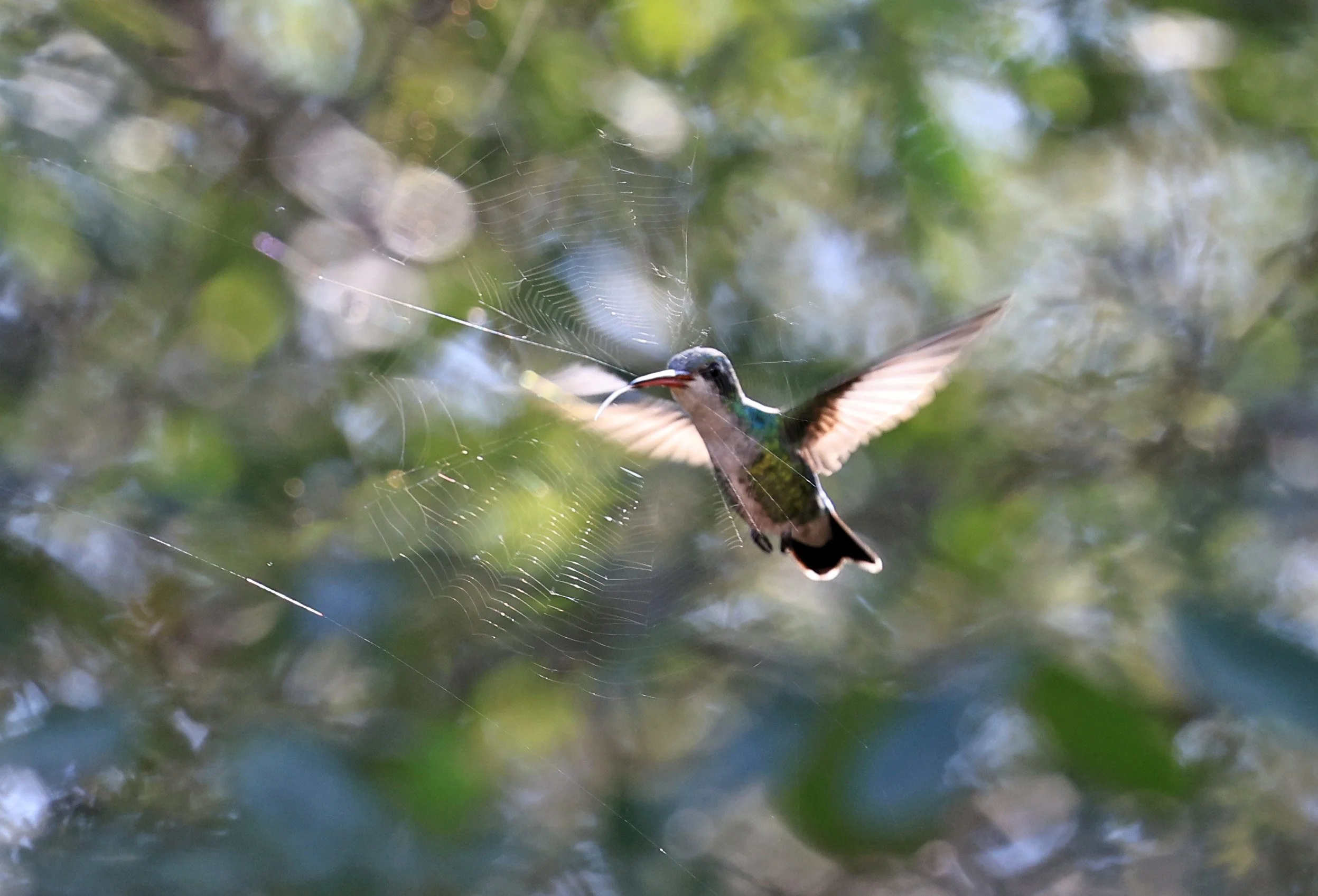 Glittering-bellied Emerald (Chlorostilbon lucidus) Selva Serena Natural Reserve (2).jpg