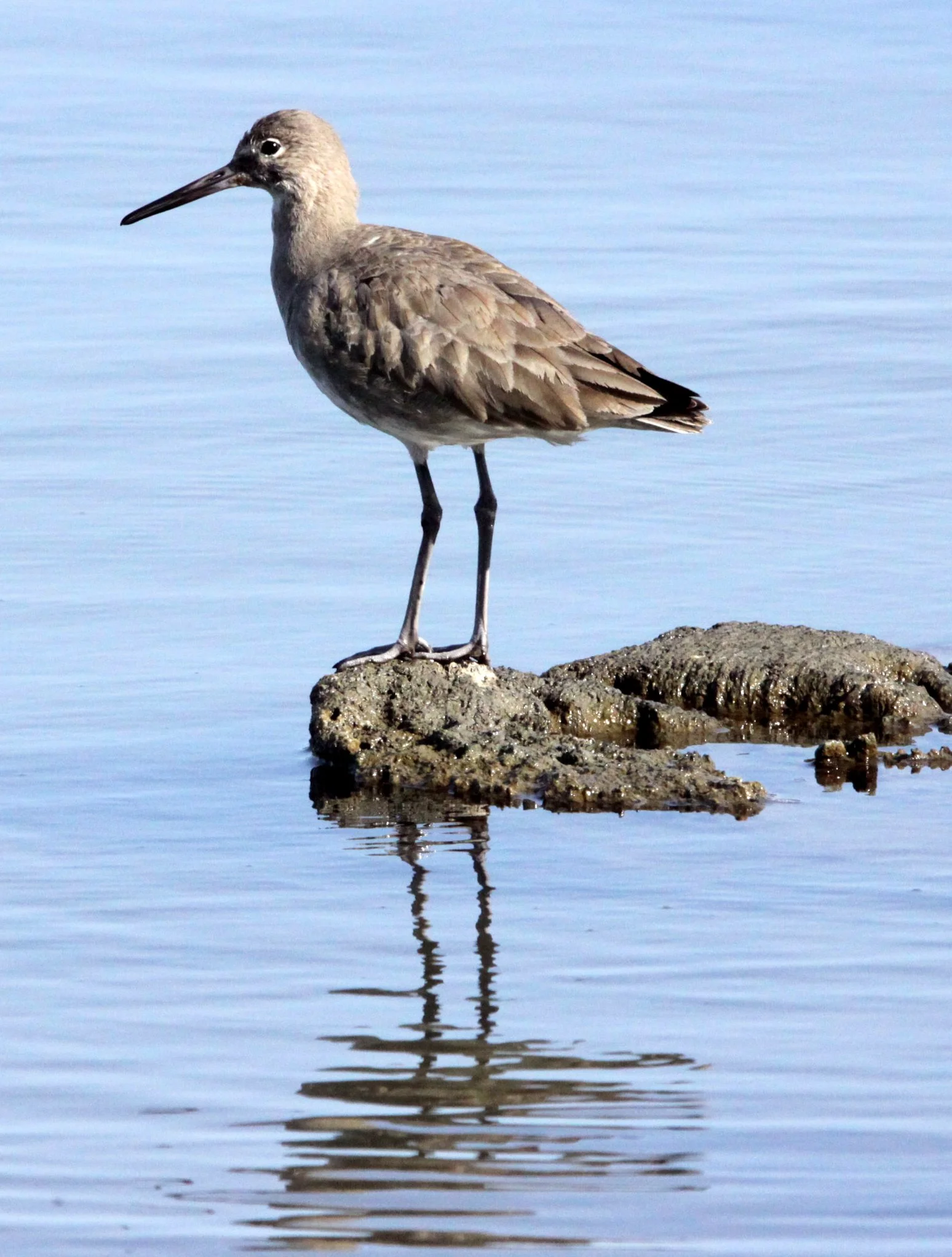 BIRD - WILLET - ARCATA MARSH CALIFORNIA (17).JPG