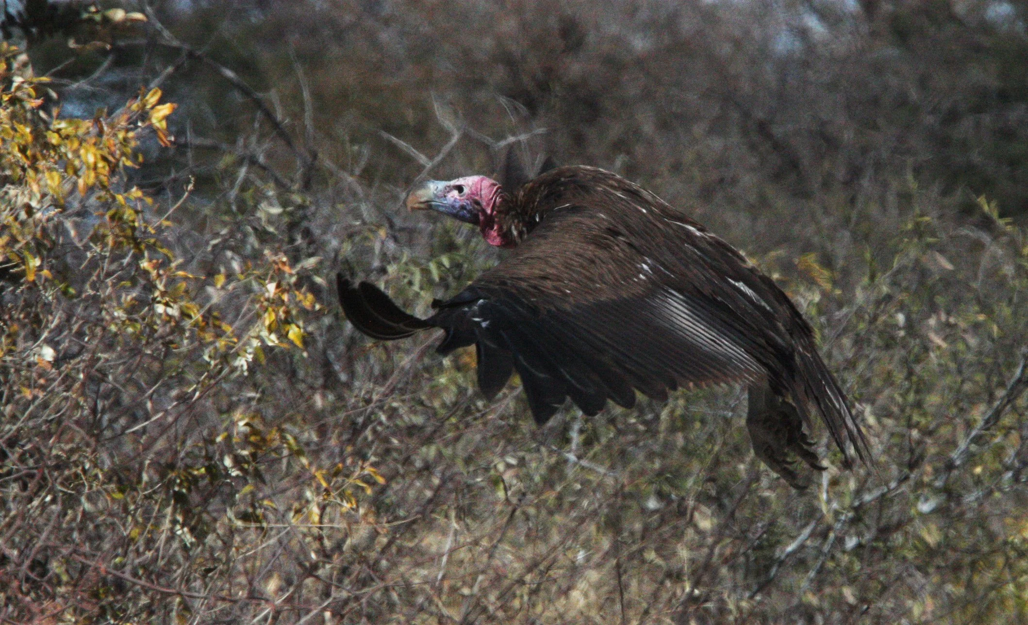 Torgos tracheliotos - LAPPET-FACED (NUBIAN) VULTURE - ETOSHA NATIONAL PARK NAMIBIA (9).JPG