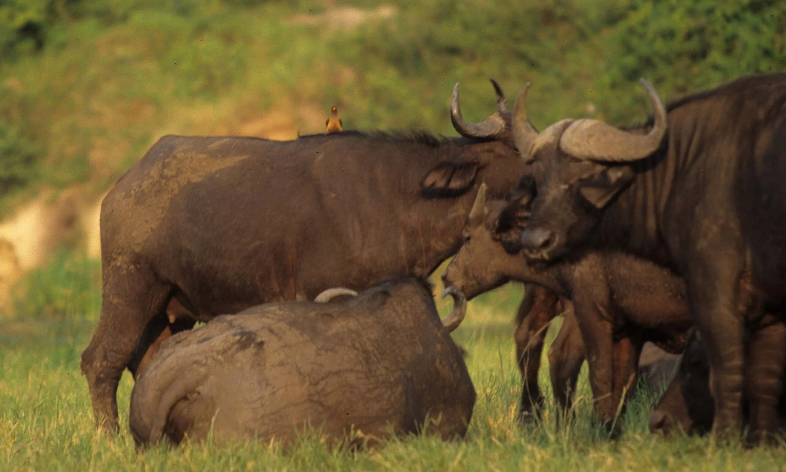 BOVID - CAPE BUFFALO-UGANDA (11).jpg