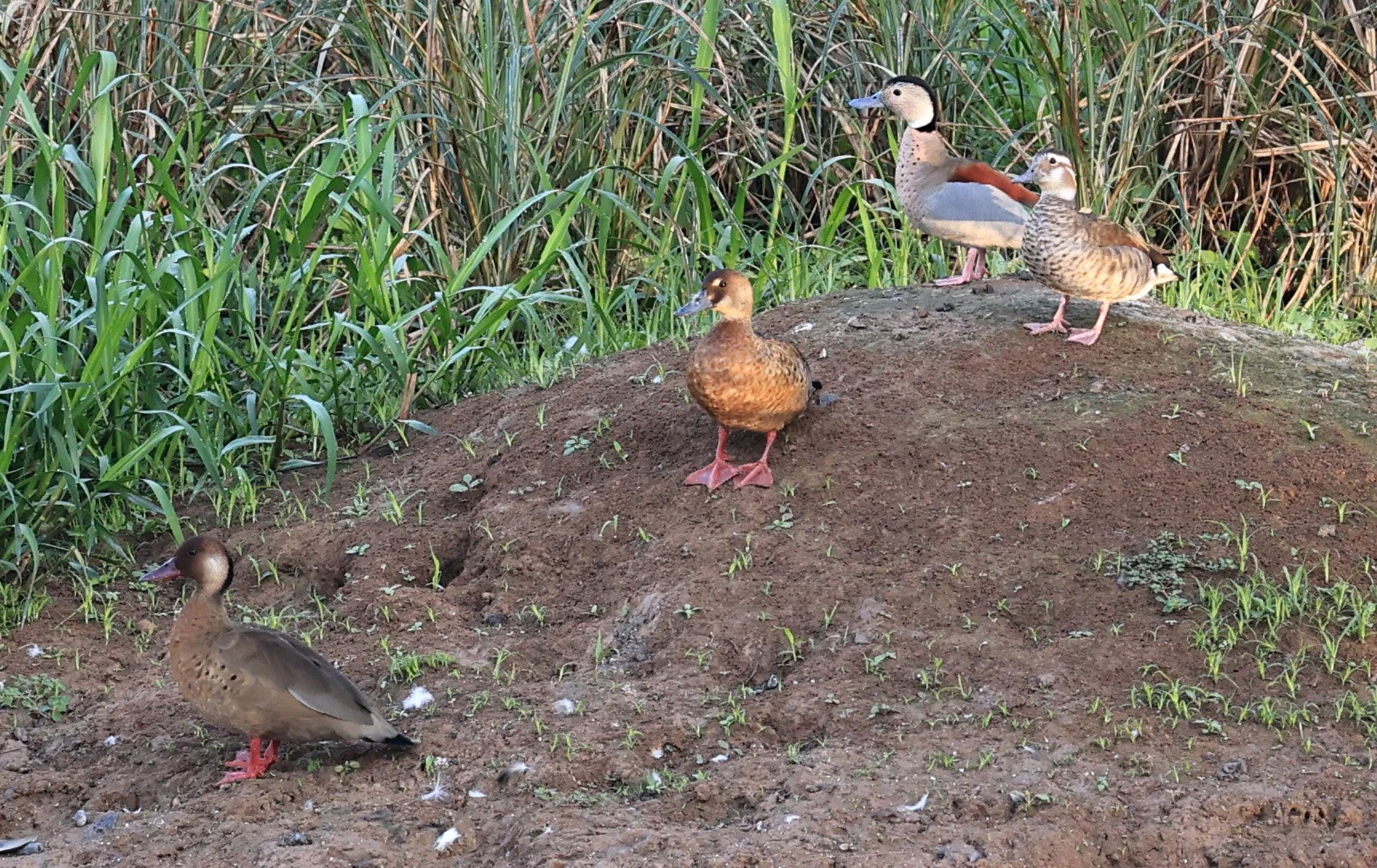 Ringed Teal (Callonetta leucophrys) Hotel Iparoma Campestre Paraguay (21).jpg