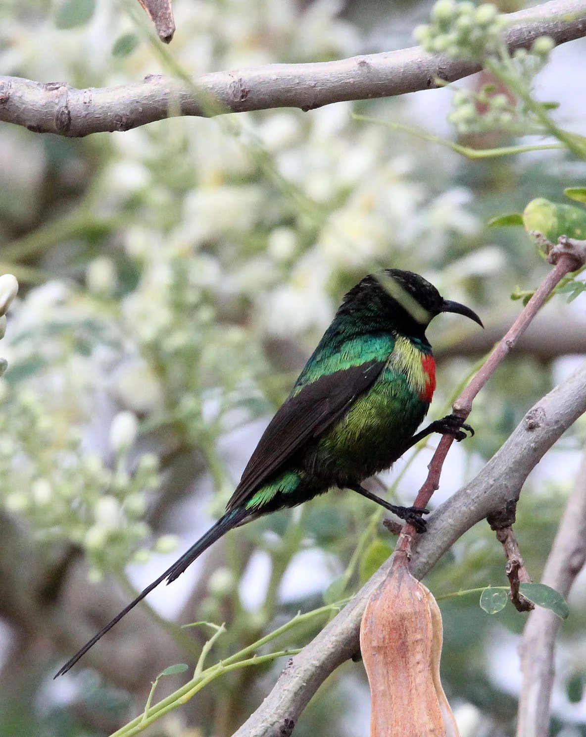 BIRD - SUNBIRD - MALACHITE SUNBIRD - ARBAMINCH ETHIOPIA.JPG