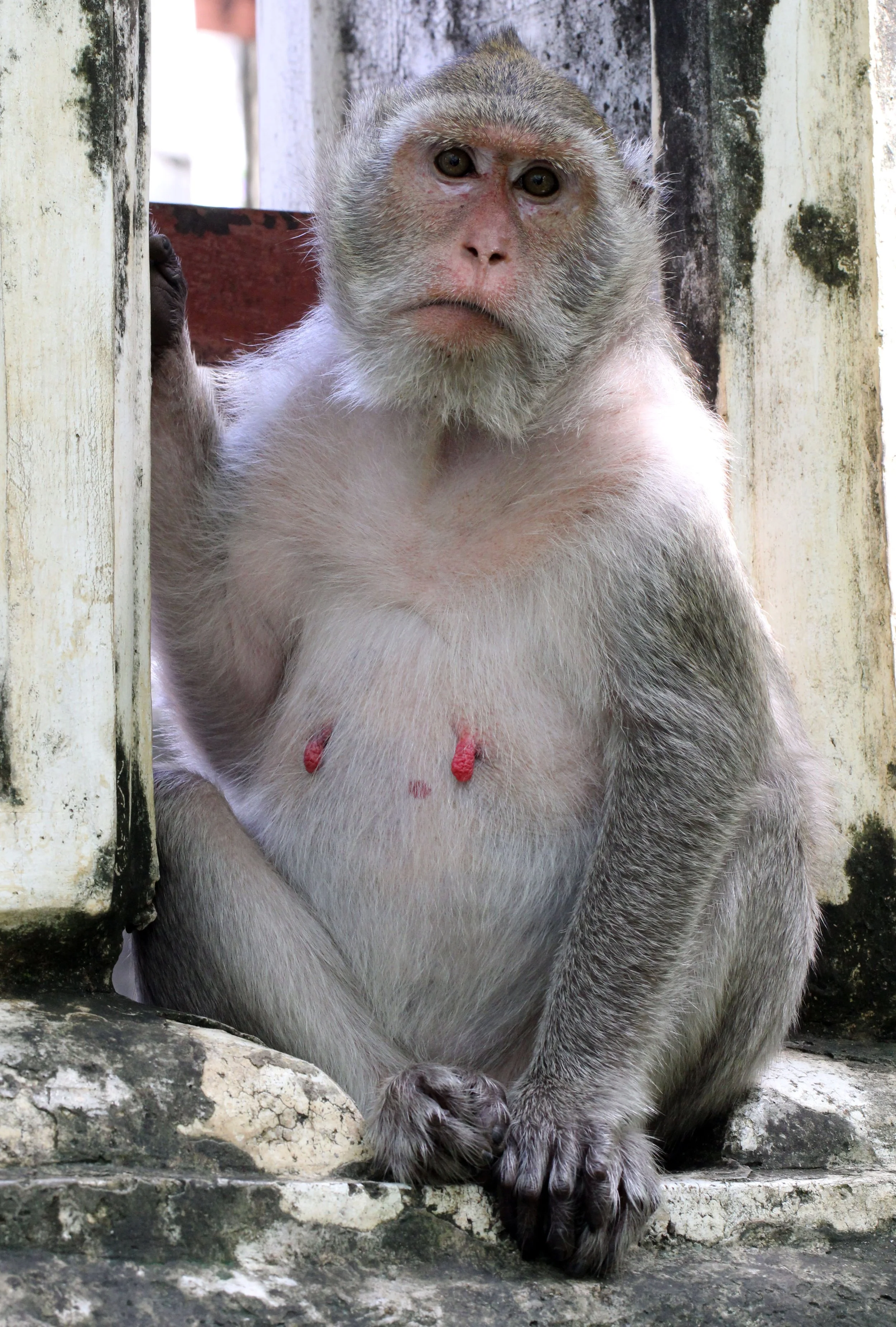 CERCOPITHECIDAE - Macaca fascicularis - LONG-TAILED MACAQUE - PETCHABURI THAILAND (4).JPG