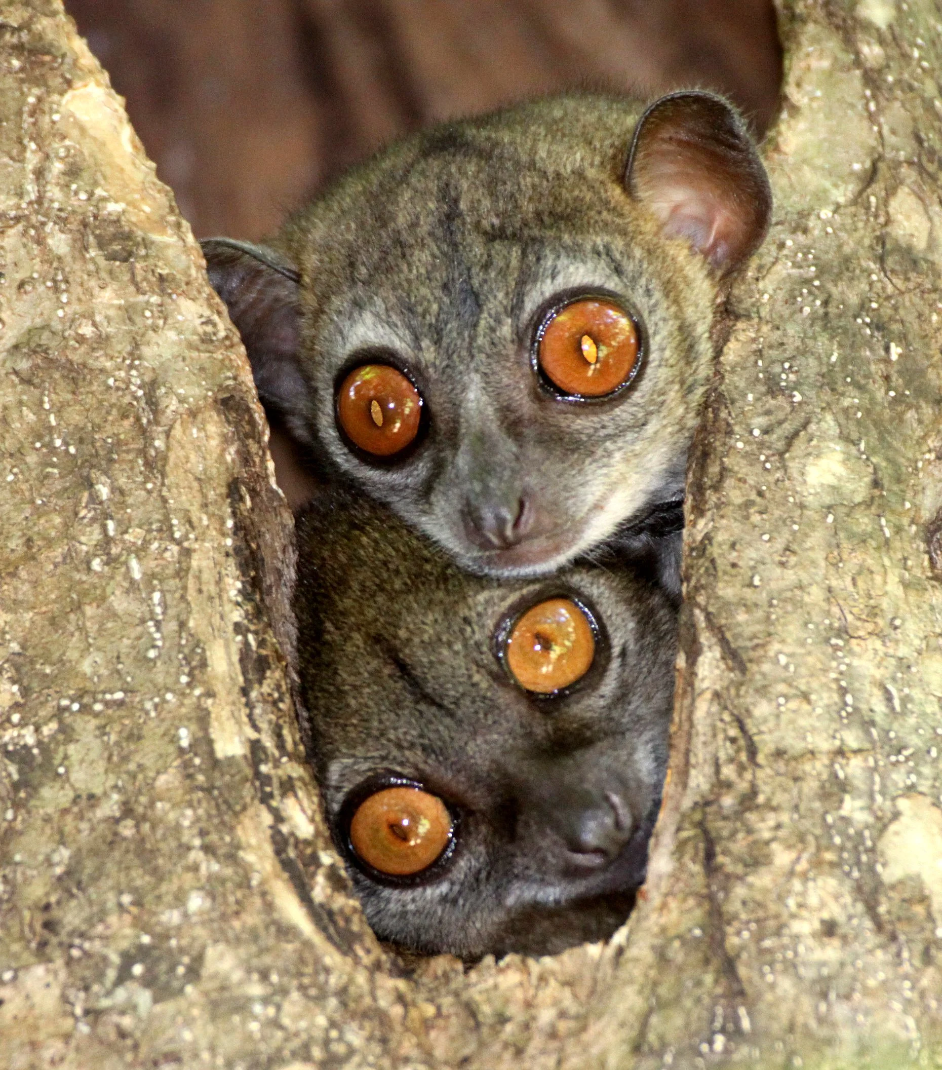 LEPILEMURIDAE - Lepilemur ankaranensis - ANKARANA NATIONAL PARK MADAGASCAR (127).JPG