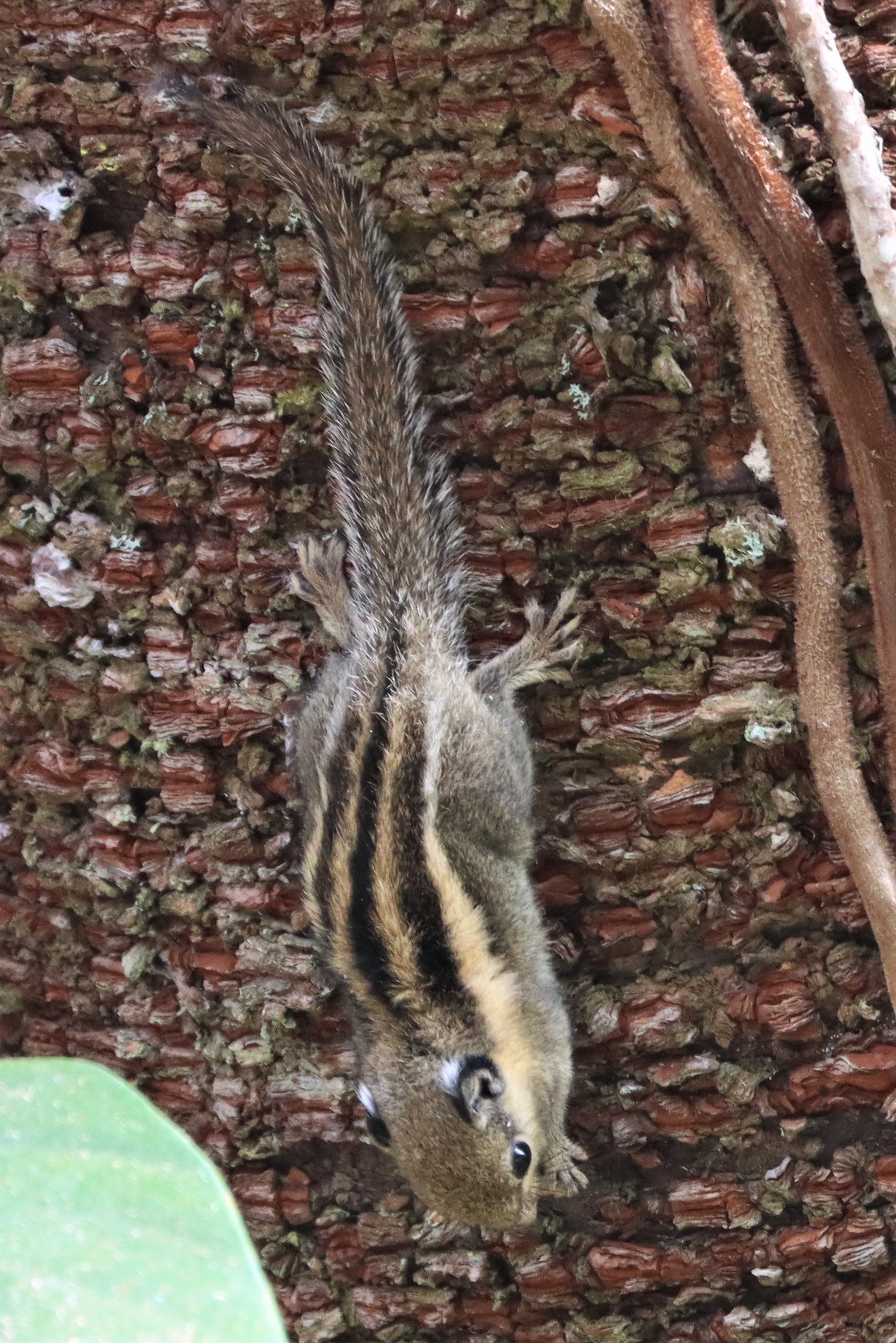 Tamiops mcclellandii - WESTERN OPR HIMALYAN STRIPED SQUIRREL - DOI INTHANON LOWER ELEVATIONS (12).jpg