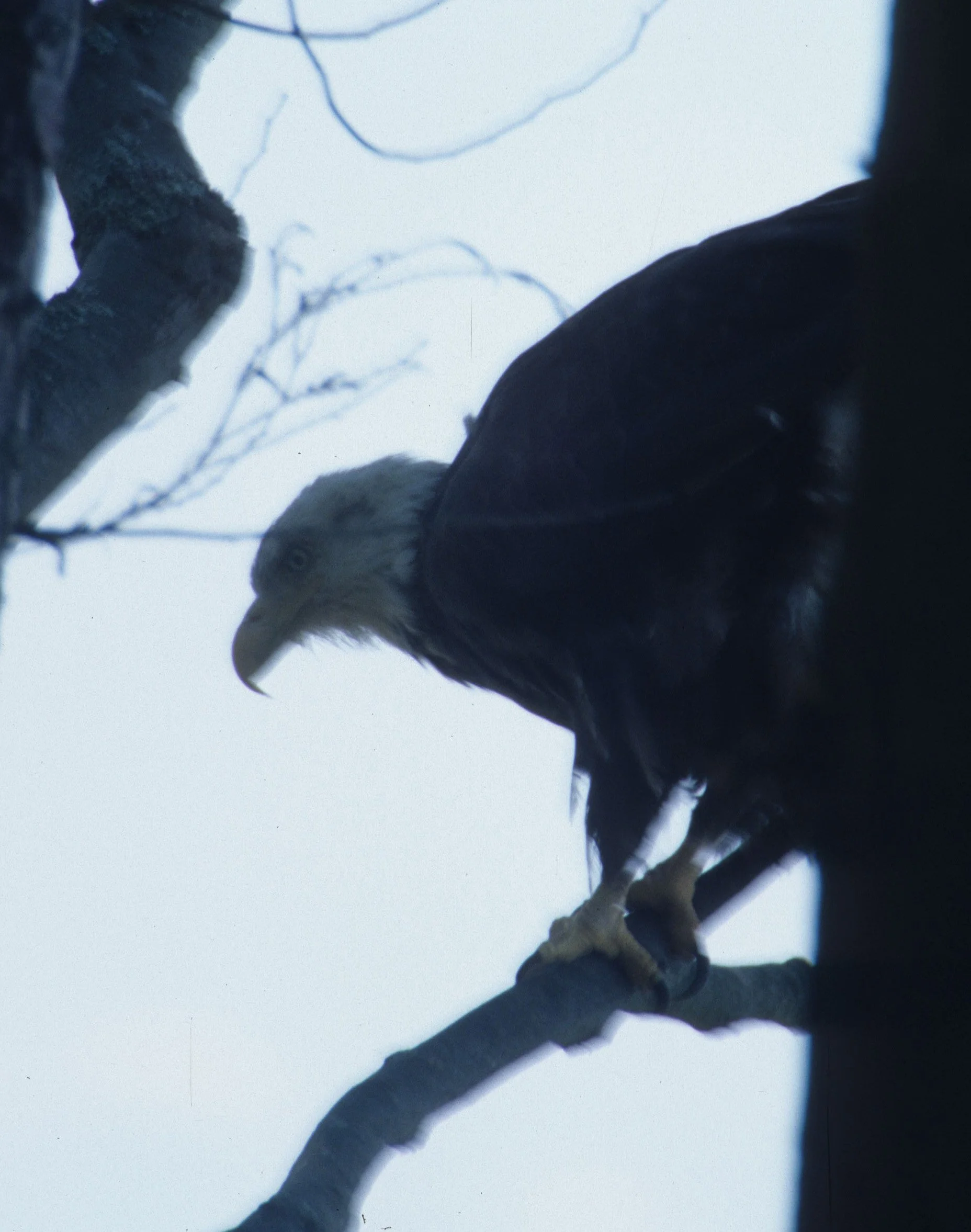 BIRD - EAGLE - BALD - LAKE FARM M.jpg