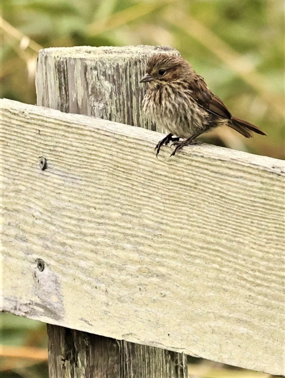 Lincoln's Sparrow (Melospiza lincolnii) Humboldt Bay NWR California (1).jpg