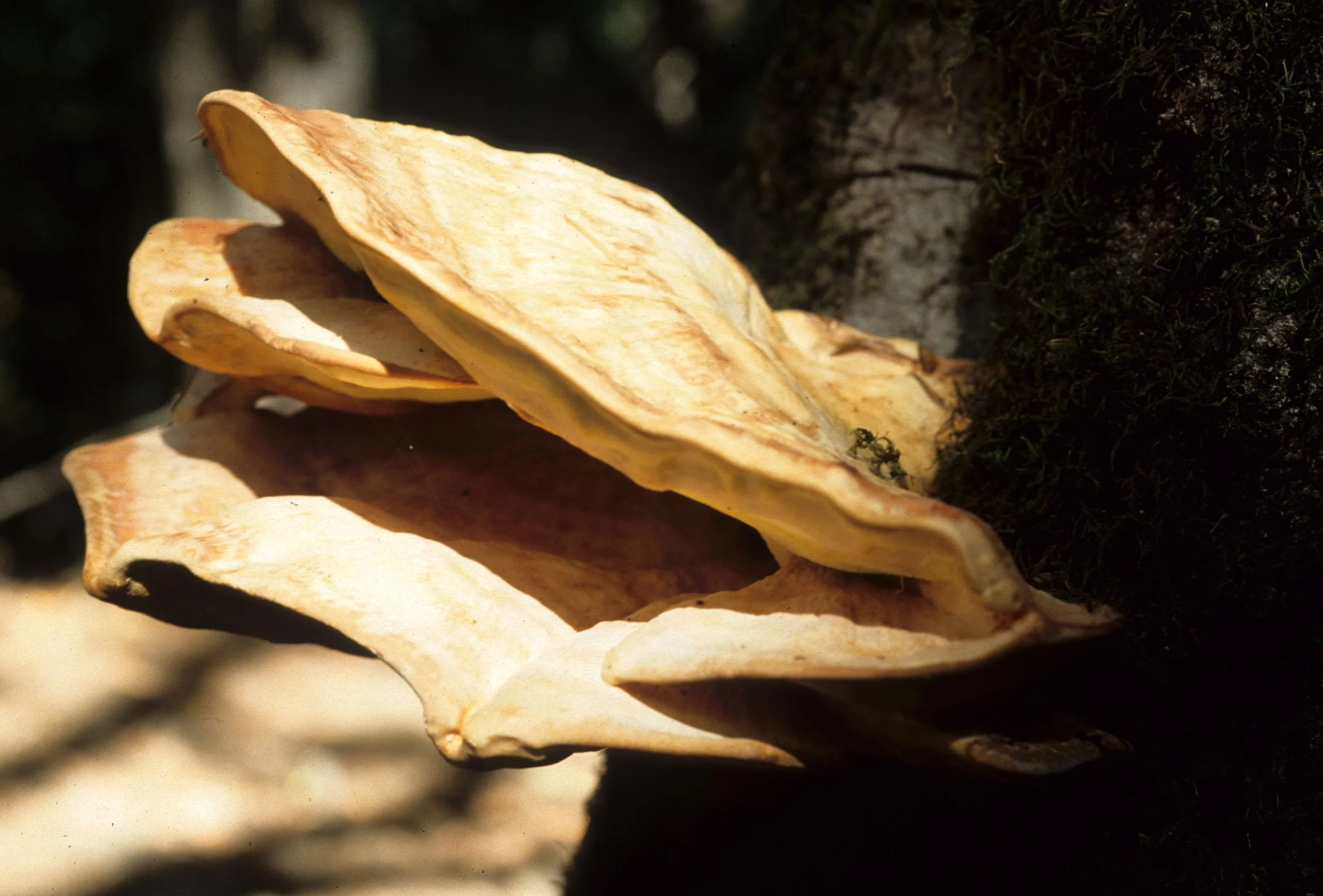 CALIFORNIA - SIERRA - SHELF FUNGUS.jpg