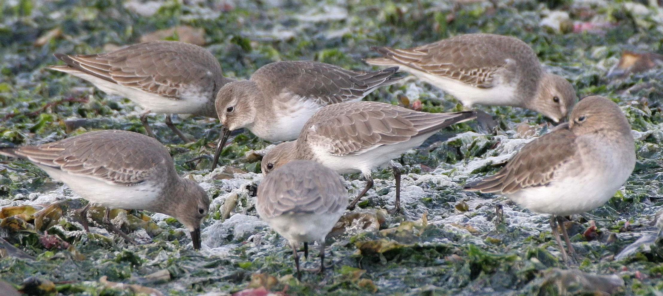 BIRD - DUNLINS - THREE CRABS (20).jpg