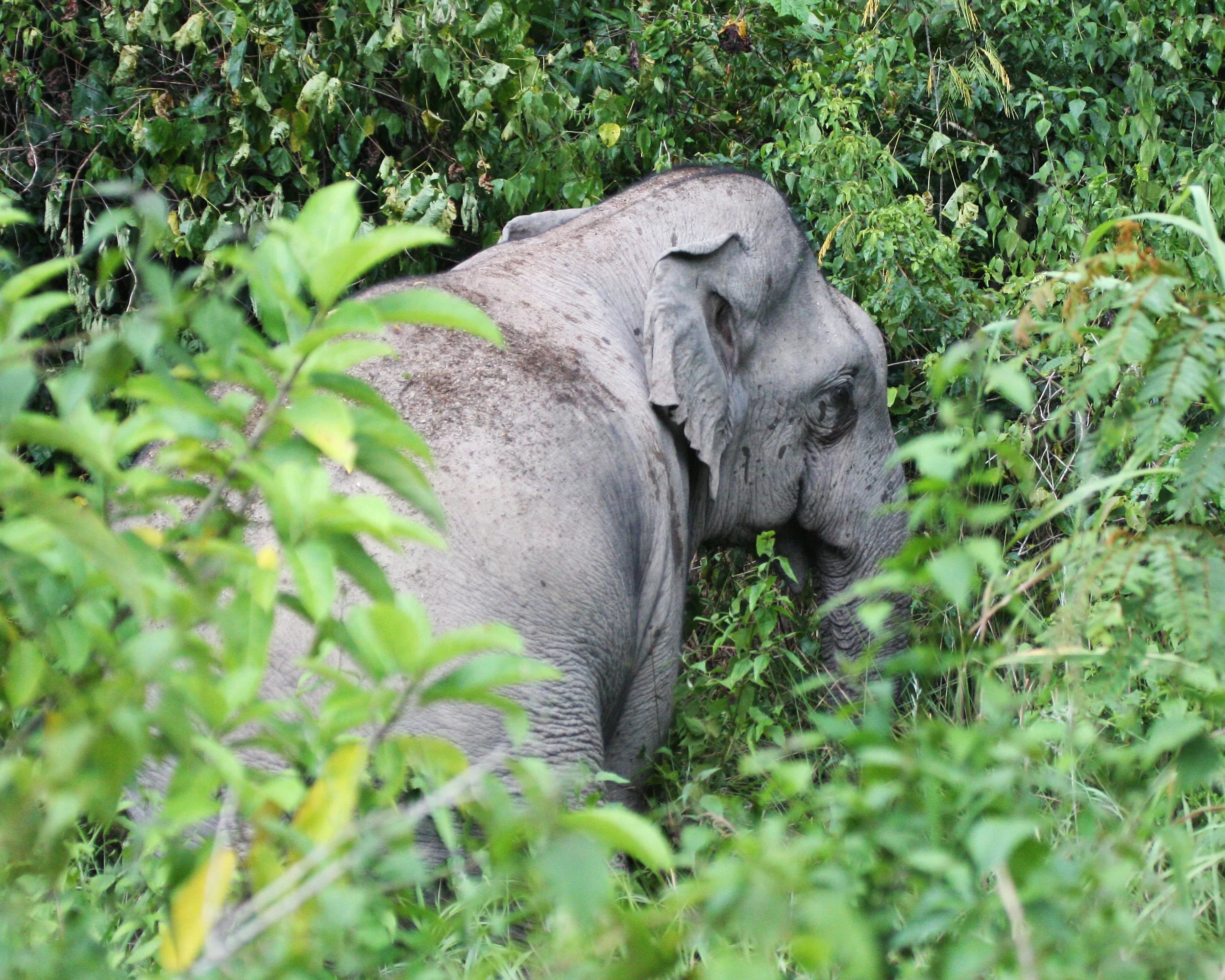 ELEPHANT - ASIAN ELEPHANT - KAENG KRACHAN NP THAILAND (2).JPG