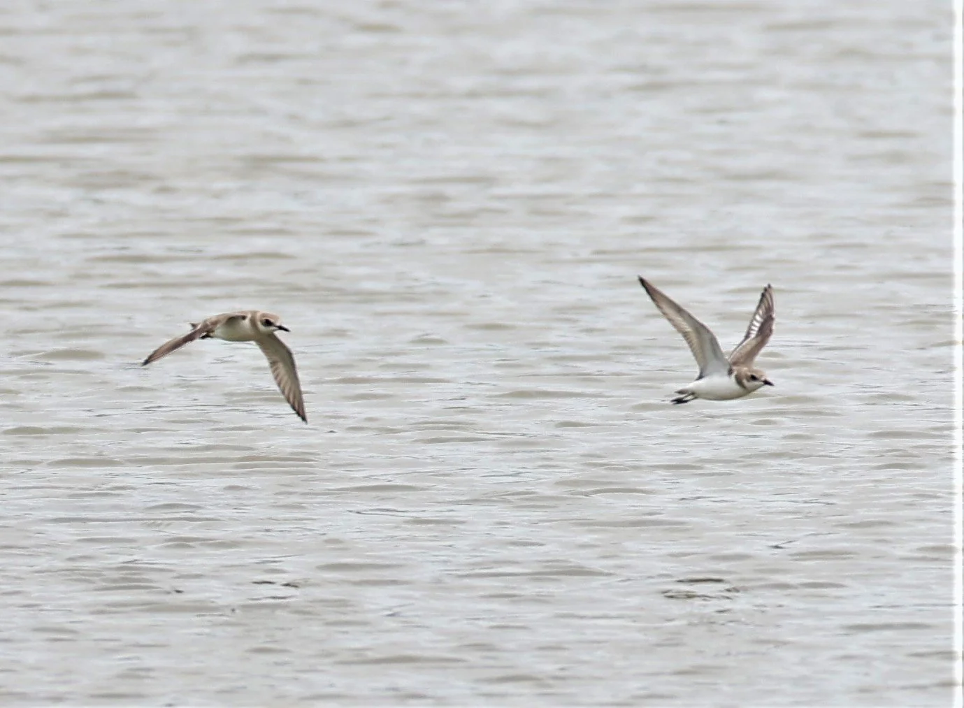 PLOVER - GREATER SAND-PLOVER -Charadrius leschenaultii - BANG PU FOREST RESERVE SEPT 12 2021 (2).jpg