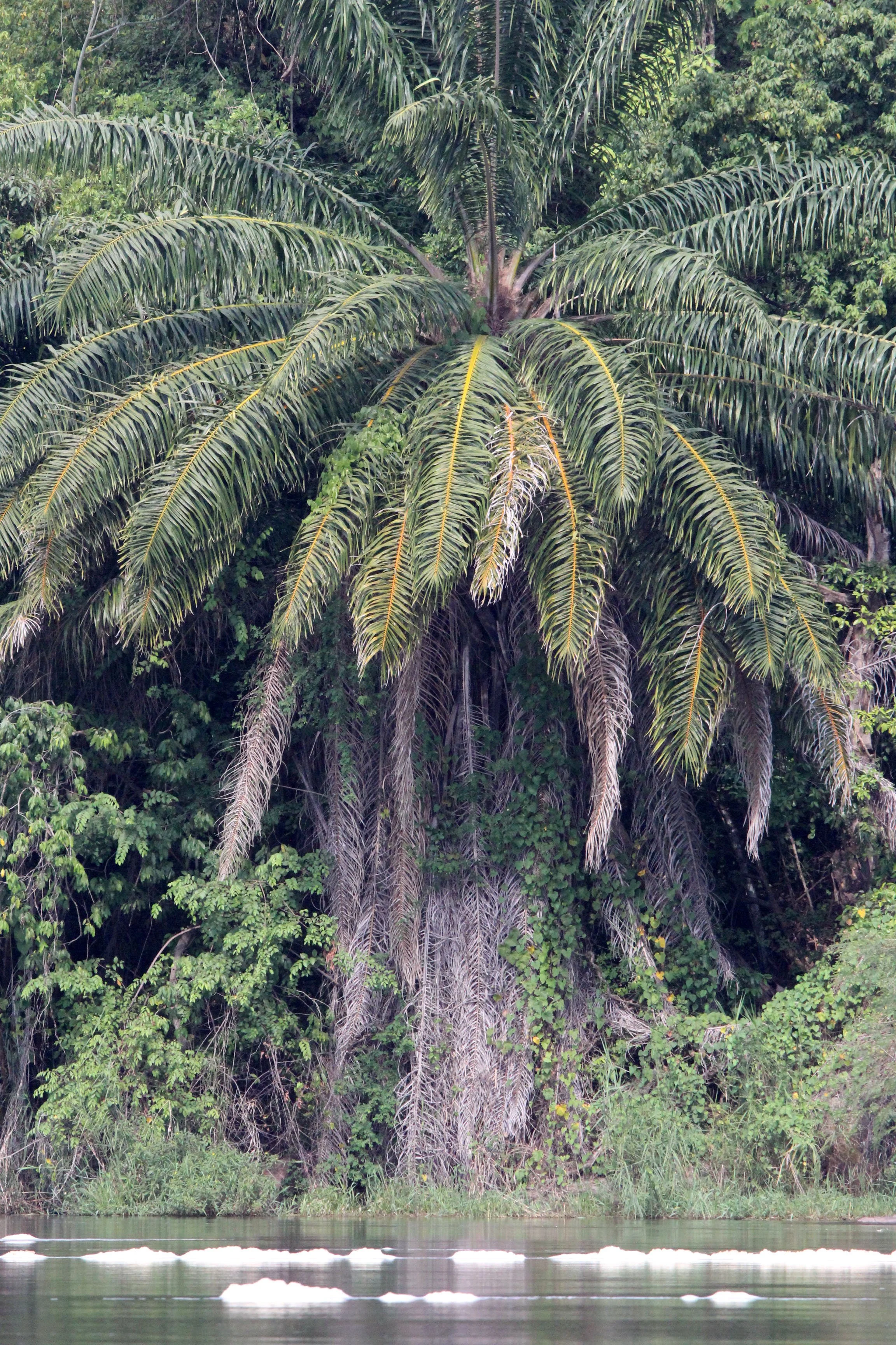 MURCHISON FALLS NATIONAL PARK UGANDA (5).JPG