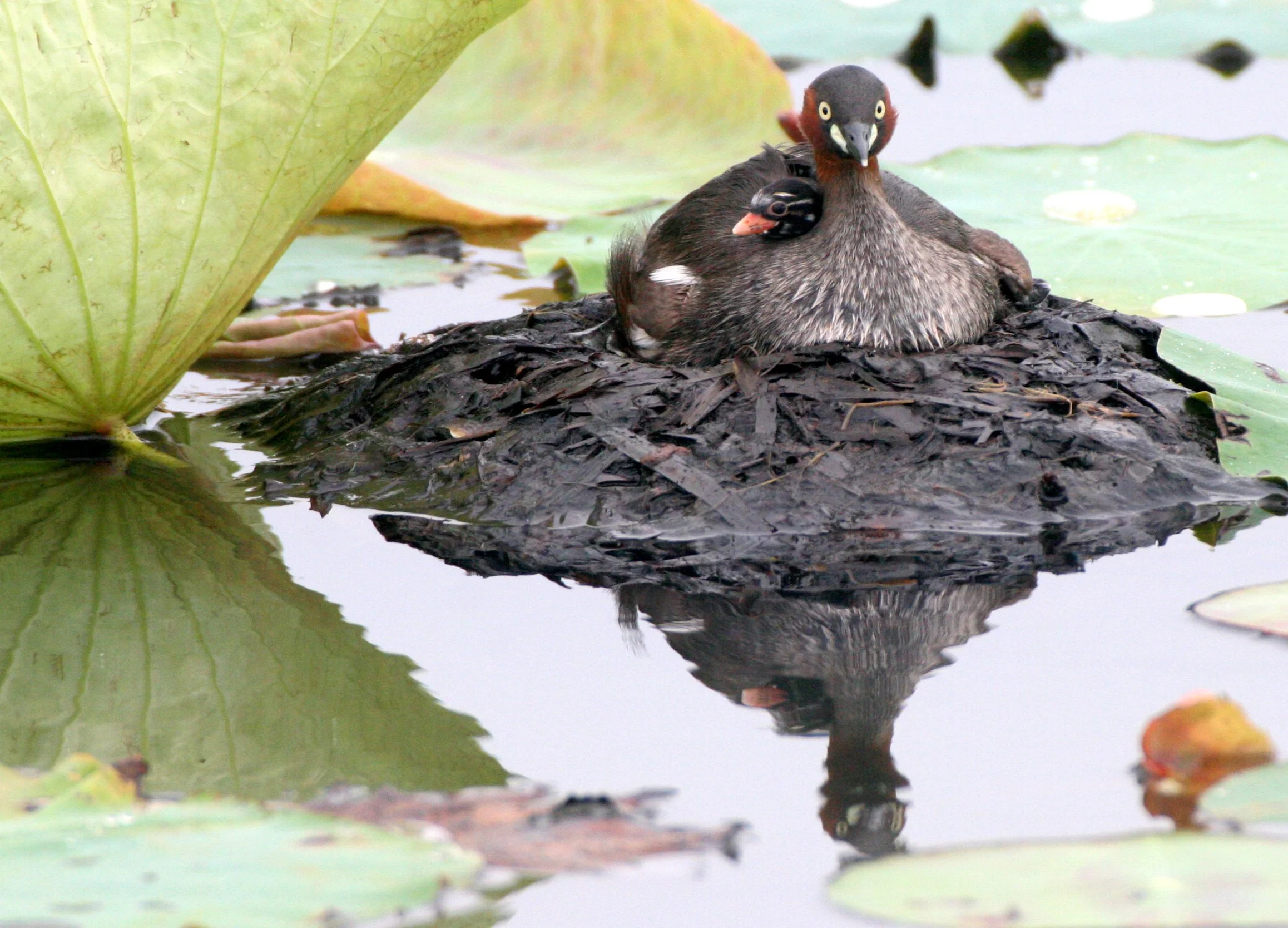 Little Grebe (Tachybaptus ruficollis) Bueng Boraphet Wetlands Nakhon Sawan Thailand (45).JPG