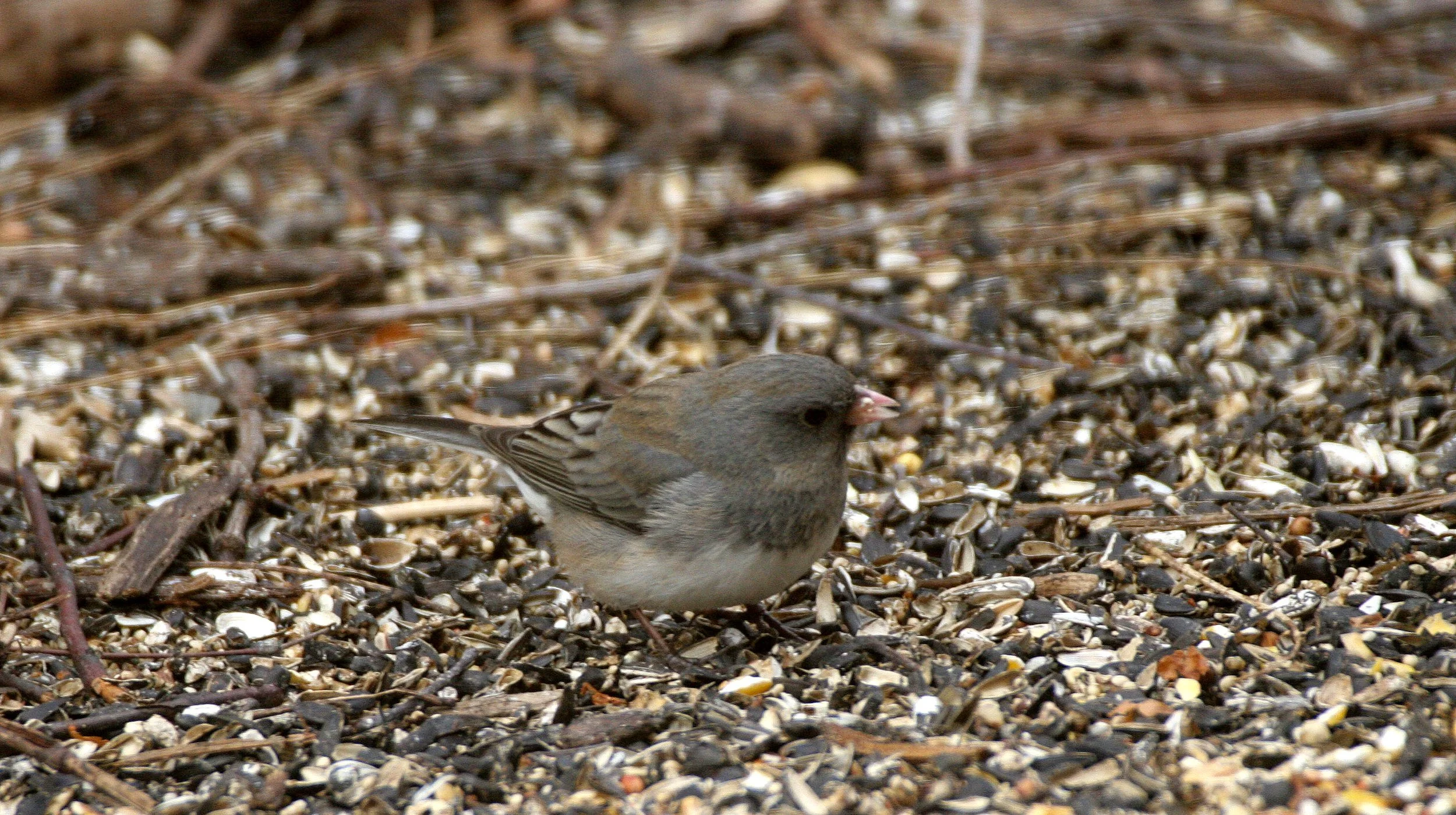 Dark-eyed Junco (Junco hyemalis) Sycamore Illinois (2).JPG