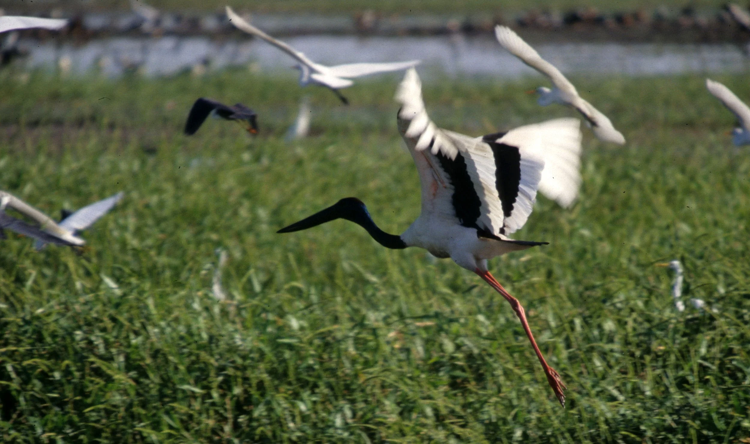 BIRD - STORK - JABIRU - KAKADU NP A.jpg