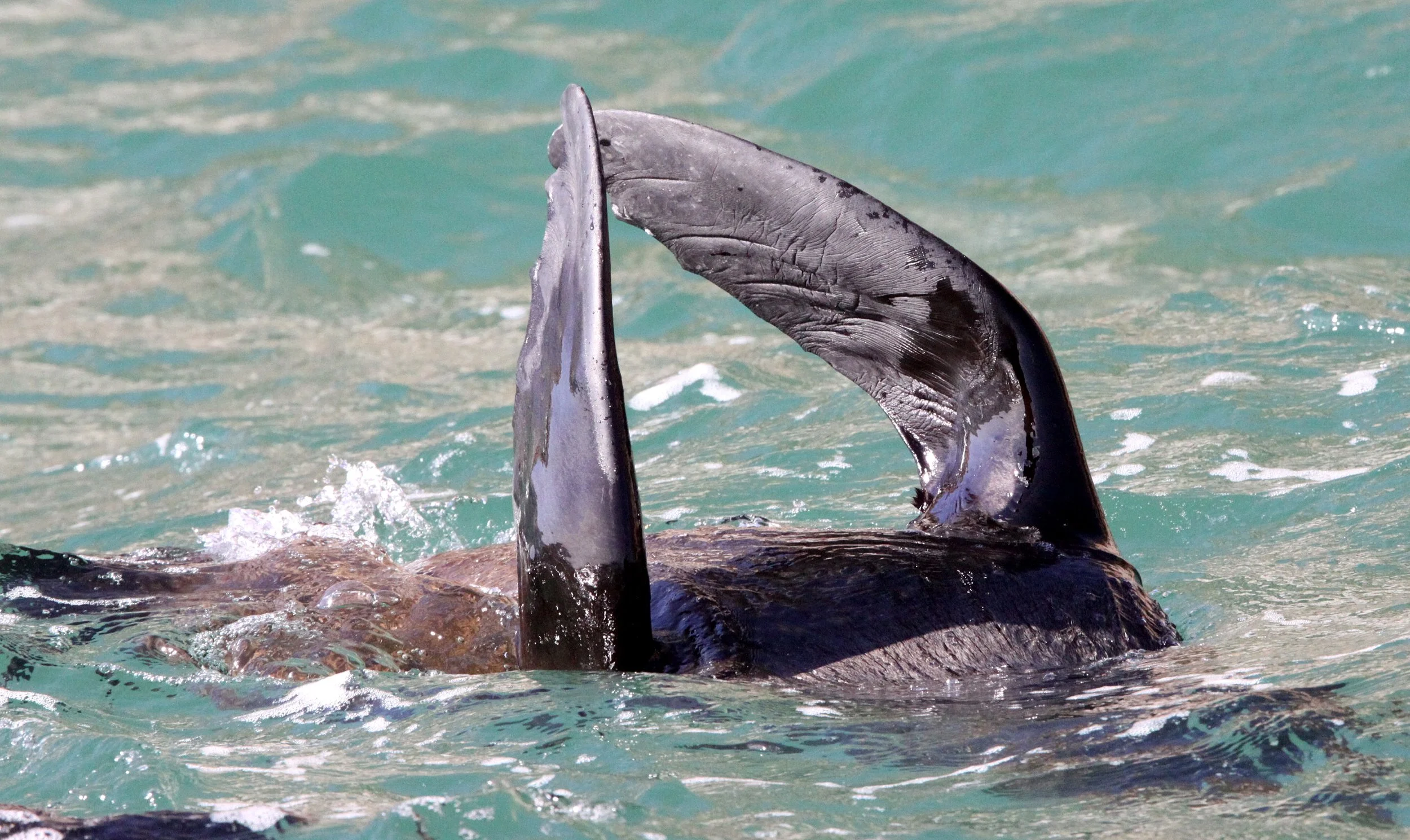 Arctocephalus pusillus pusillus - BROWN (CAPE) FUR SEAL - PLETTENBERG BAY SOUTH AFRICA (47).JPG