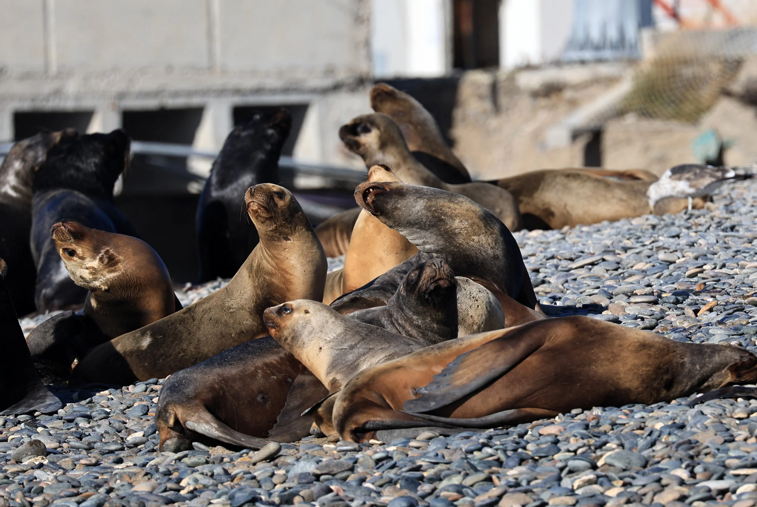 South American Sea Lion (Otaria flavescens) Puerto Rawson Argentina (74).jpg