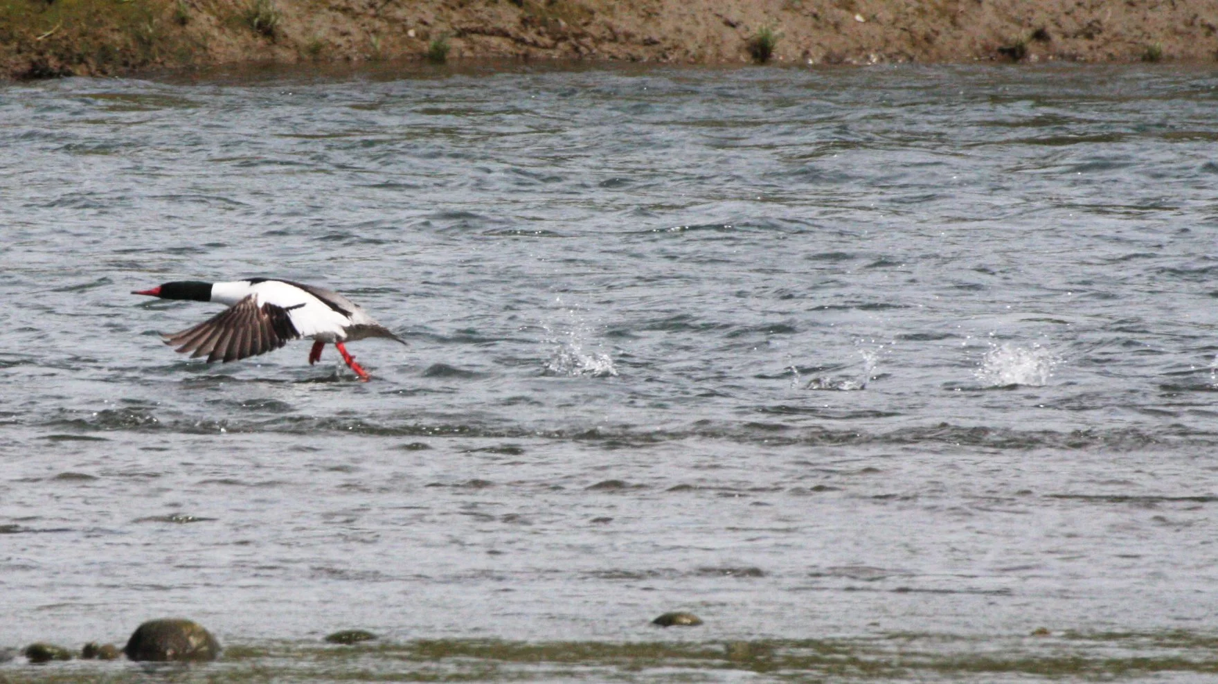 MERGANSER - COMMON MERGANSER (GOOSANDER) - Mergus merganser - ELWHA RIVER MOUTH WASHINGTON (17).JPG