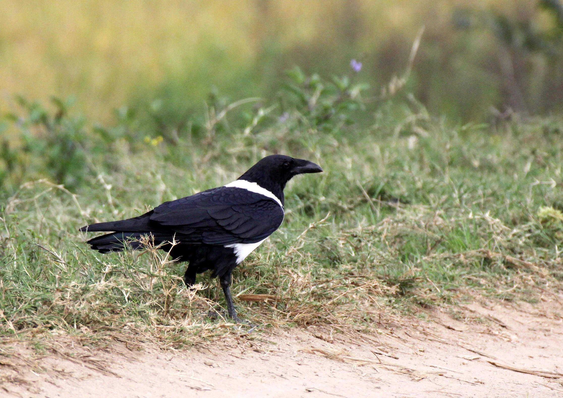 BIRD - CROW - PIED CROW - BERENTY MADAGASCAR.JPG