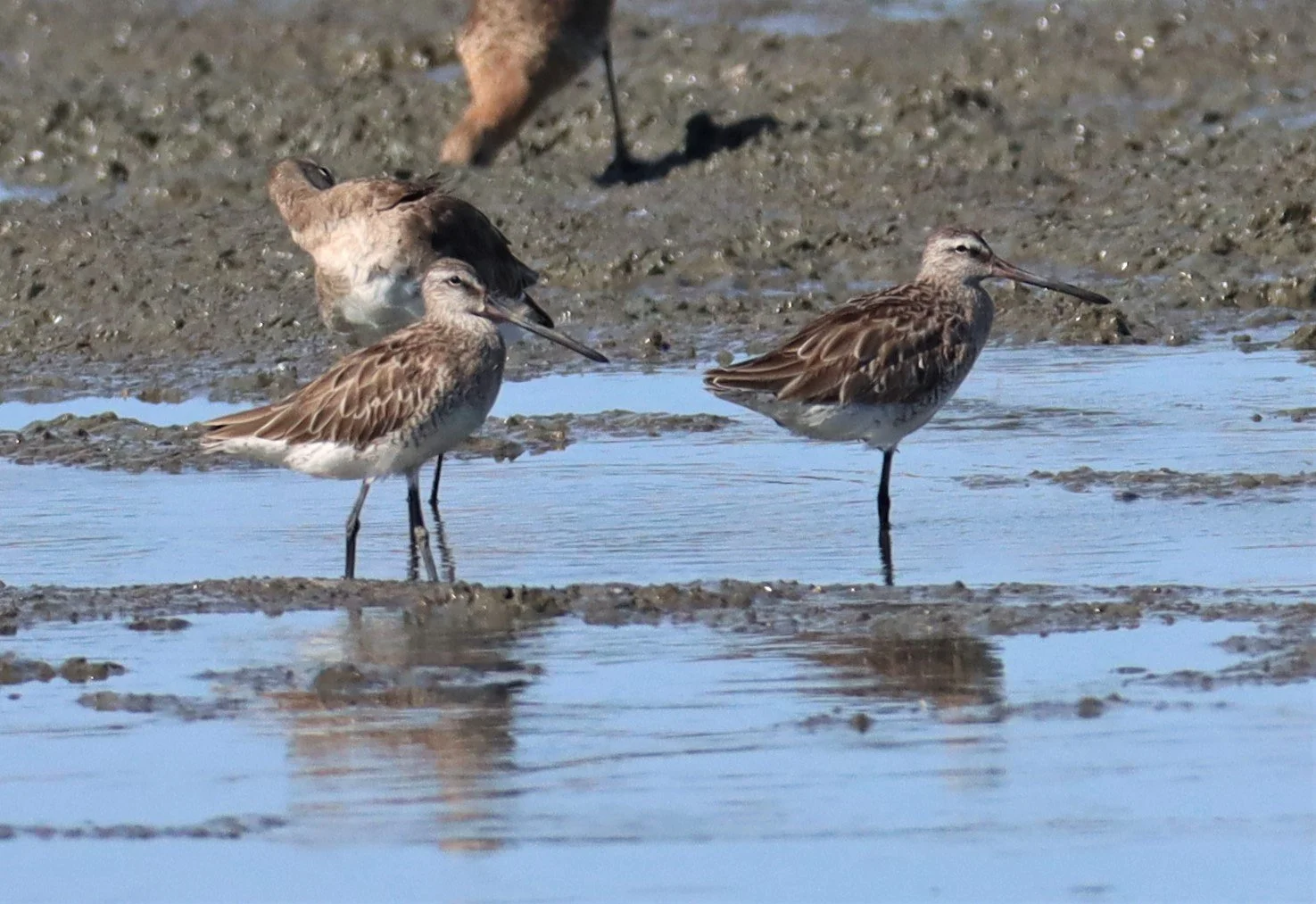 DOWITCHER - ASIAN DOWITCHER - Limnodromus semipalmatus - Mangrove Forest Research Center Samut Sakhon (69).jpg