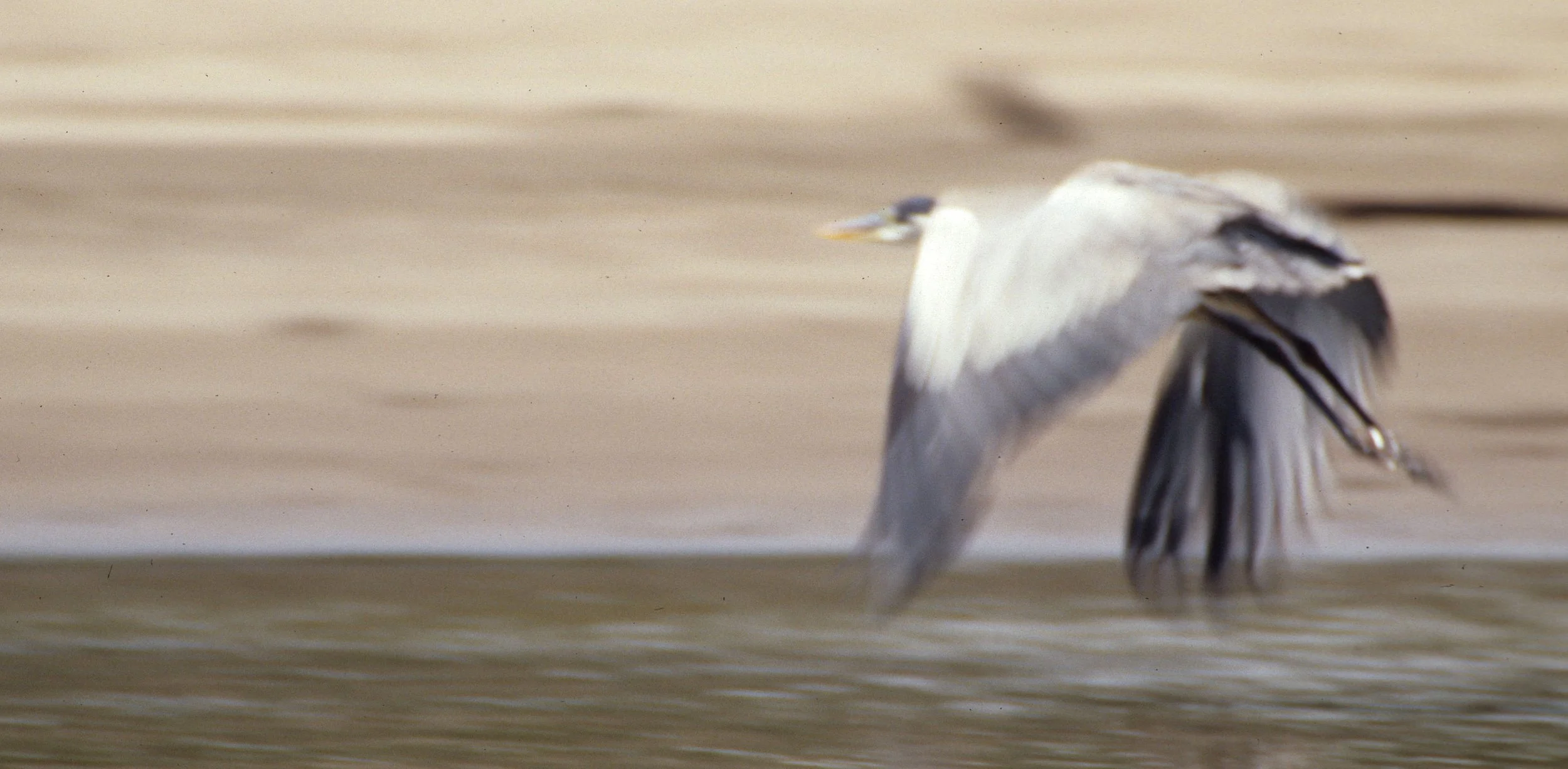 HERON - COCOI HERON (WHITE NECKED) - Ardea cocoi - PERU MANU.jpg