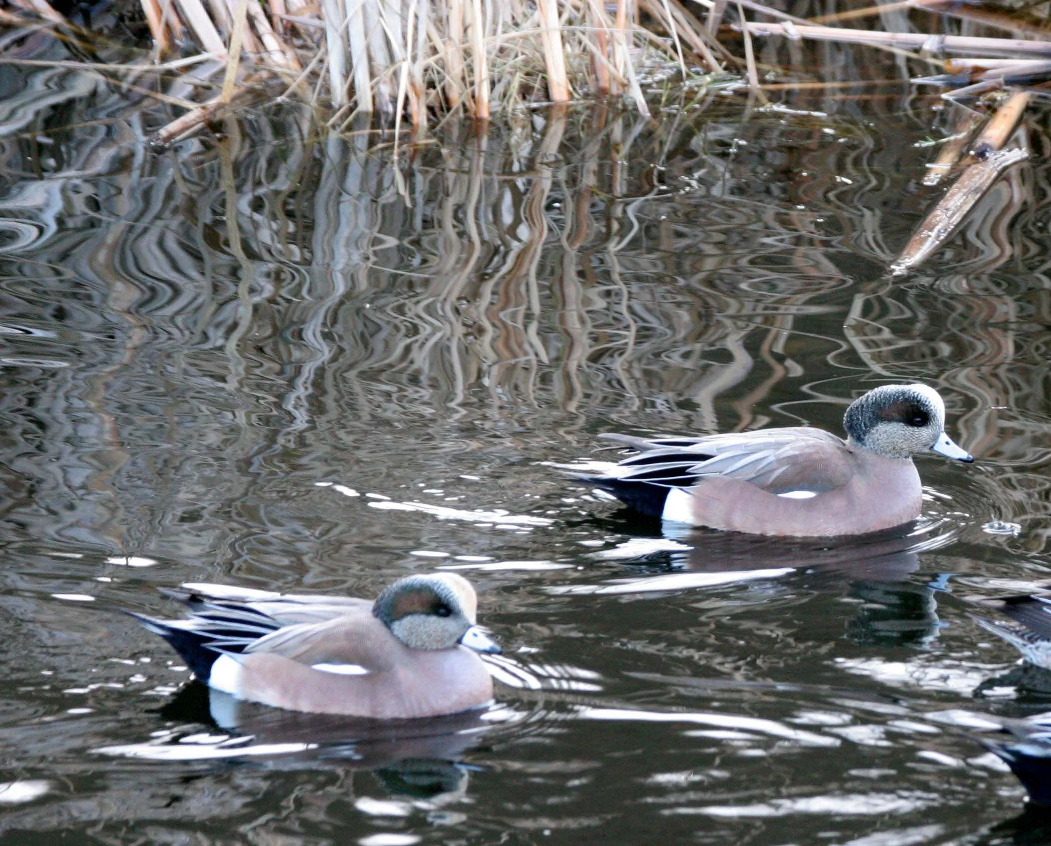 WIGEON - AMERICAN WIGEON - Mareca americana - PORT ANGELES HARBOR WASHINGTON (16).JPG