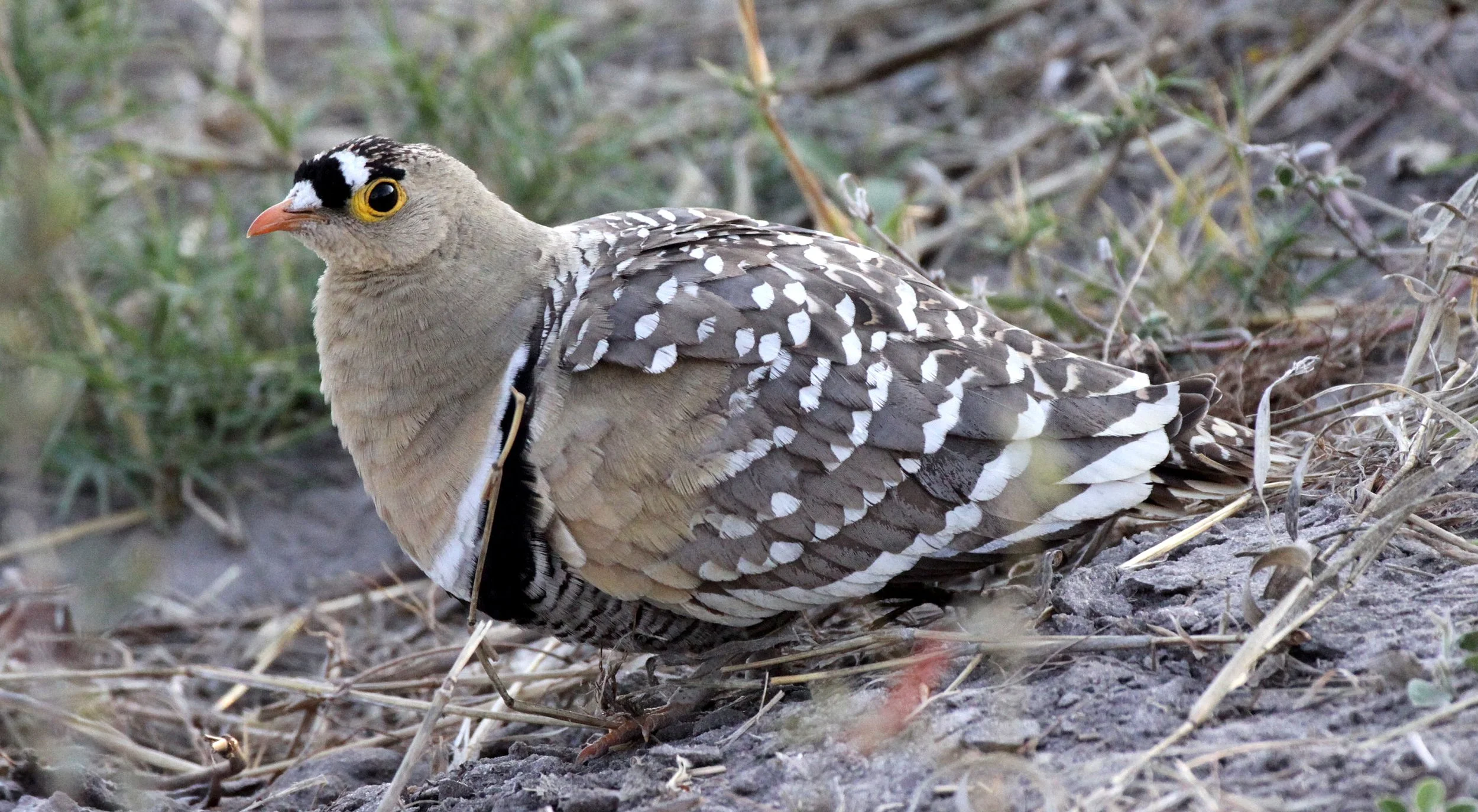 Double-banded Sandgrouse (Pterocles bicinctus) Khwai Camp Okavango Botswana (2).JPG