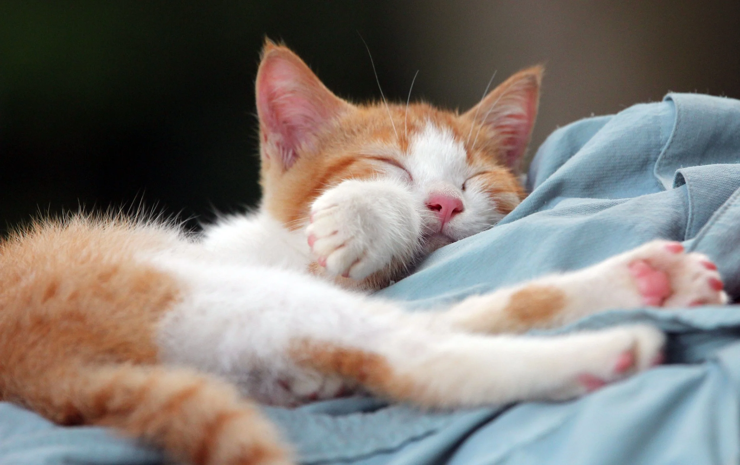 2015 Koh Lanta Summer Misc Images (360).JPG