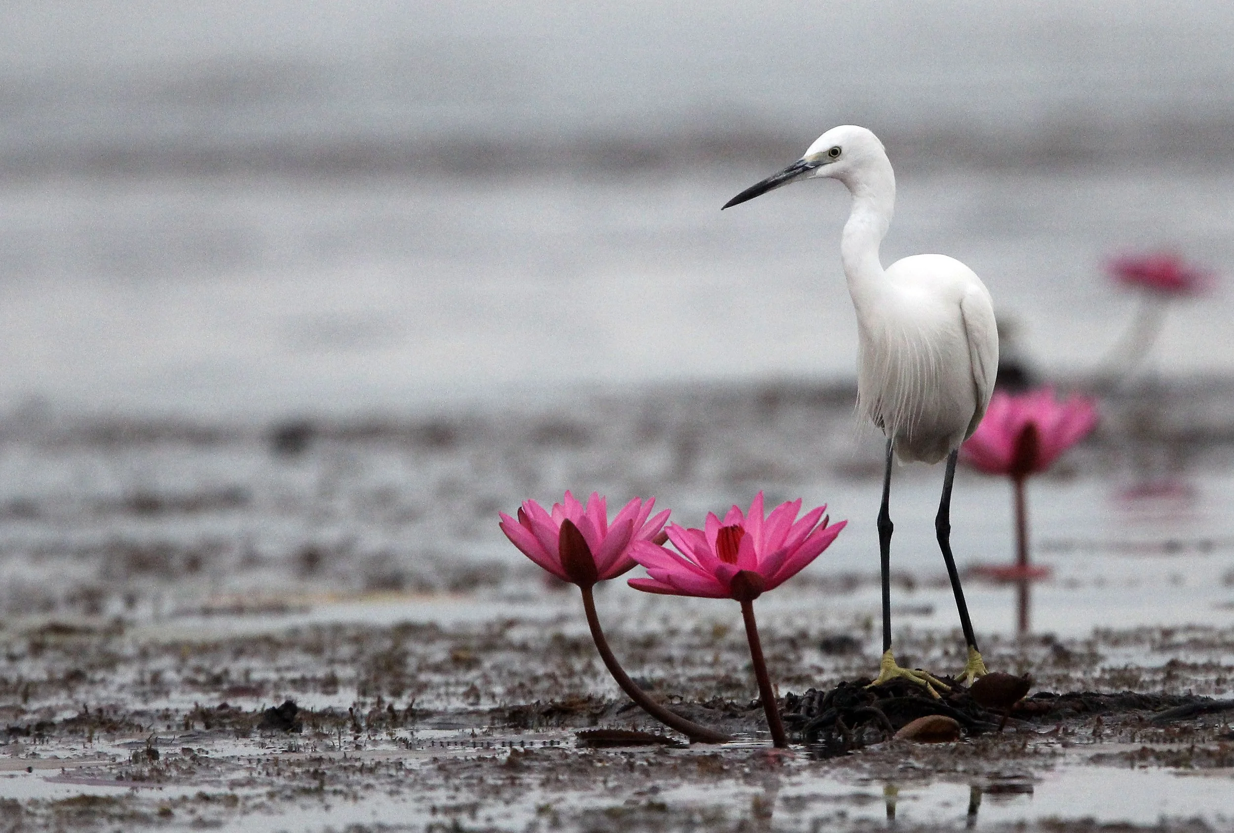 EGRET - EASTERN GREAT EGRET - Ardea (alba) modesta - RED LOTUS SEA  UDON THANI THAILAND (122).JPG