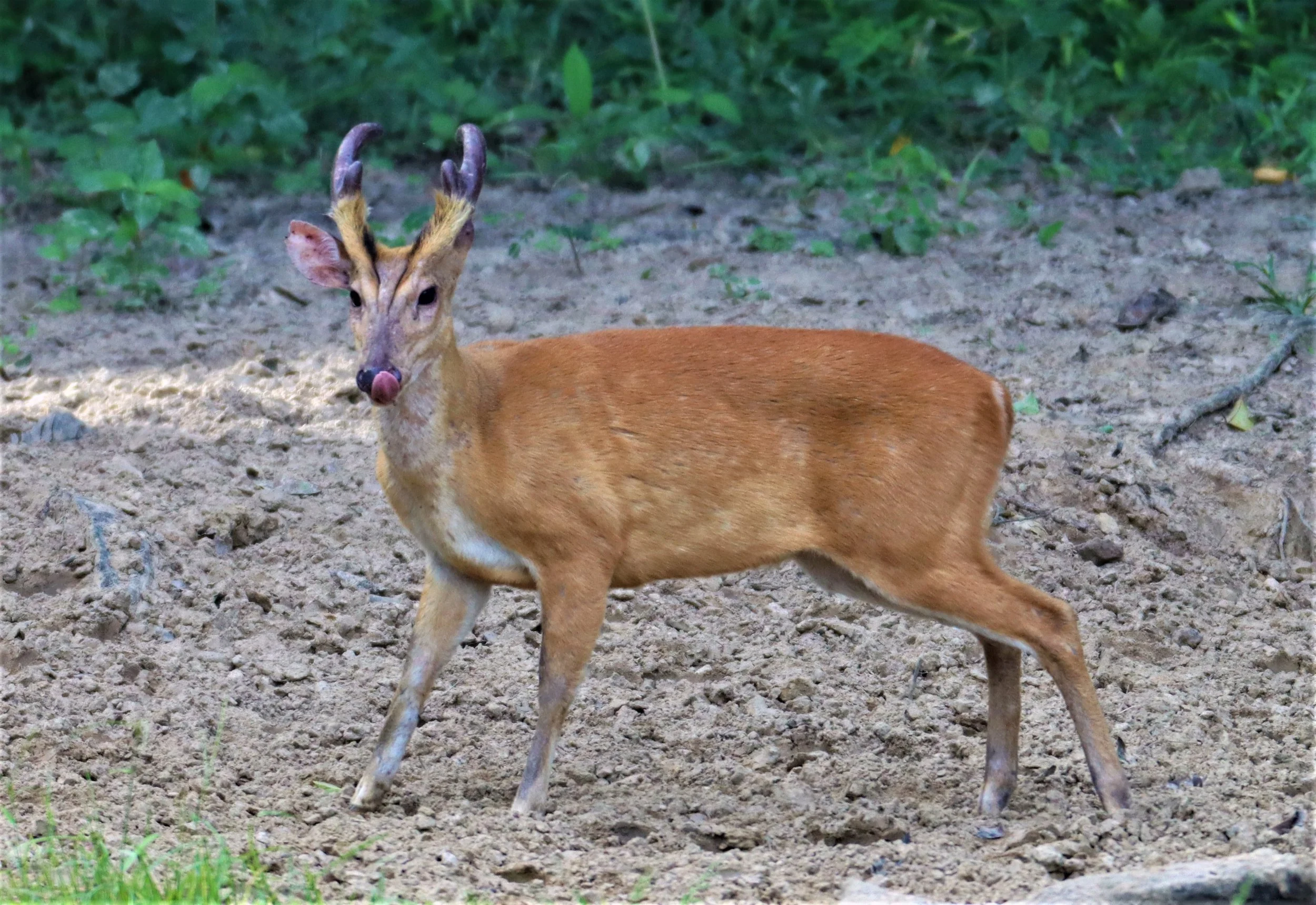 Muntiacus muntjak curvostylis - RED MUNTJAC - KAENG KRACHAN NATIONAL PARK JUNE 25, 2021 (53).jpg