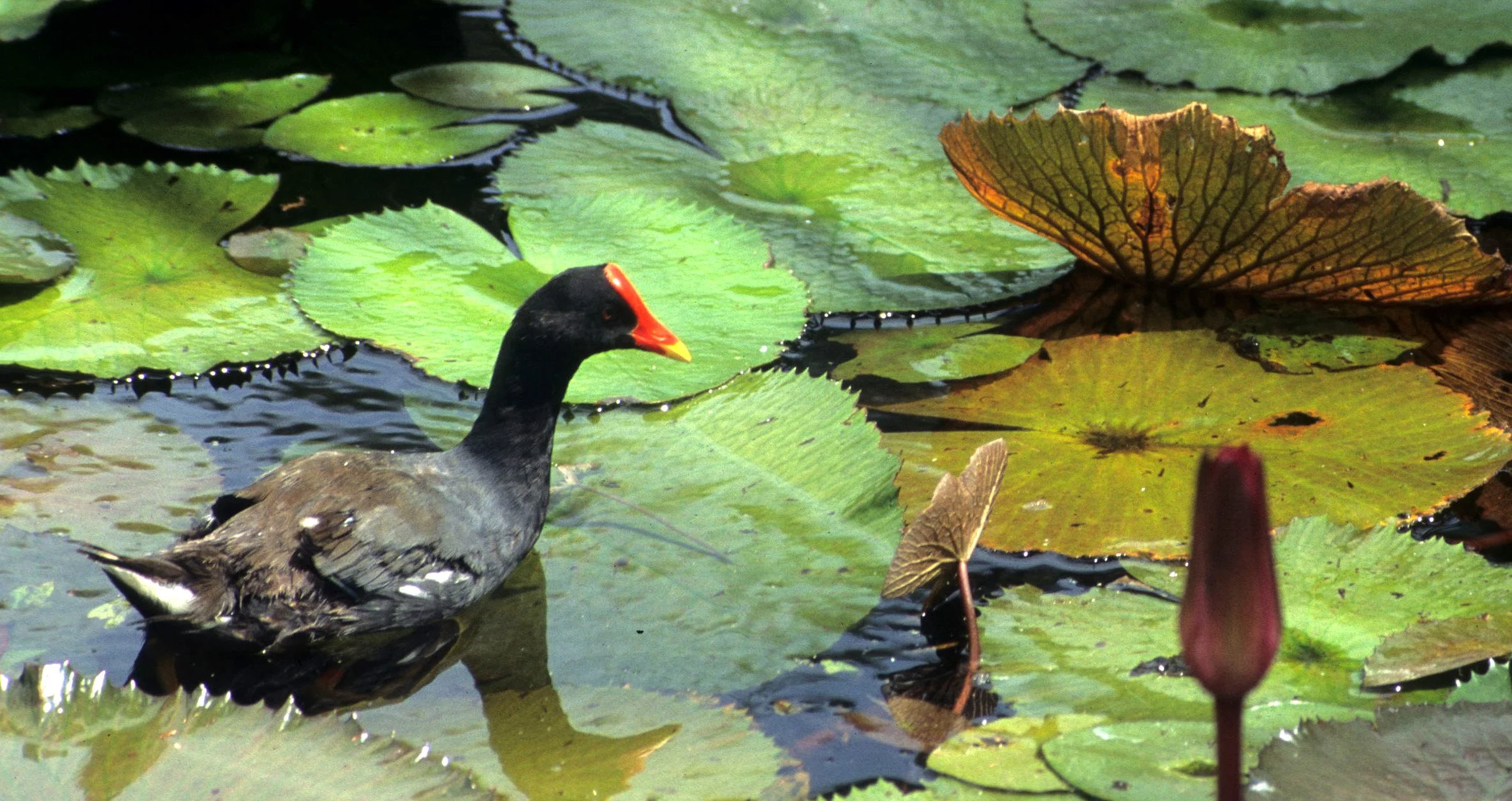 BIRD - COMMON MOORHEN - GALLINULA CHLOROPUS (2)a.jpg