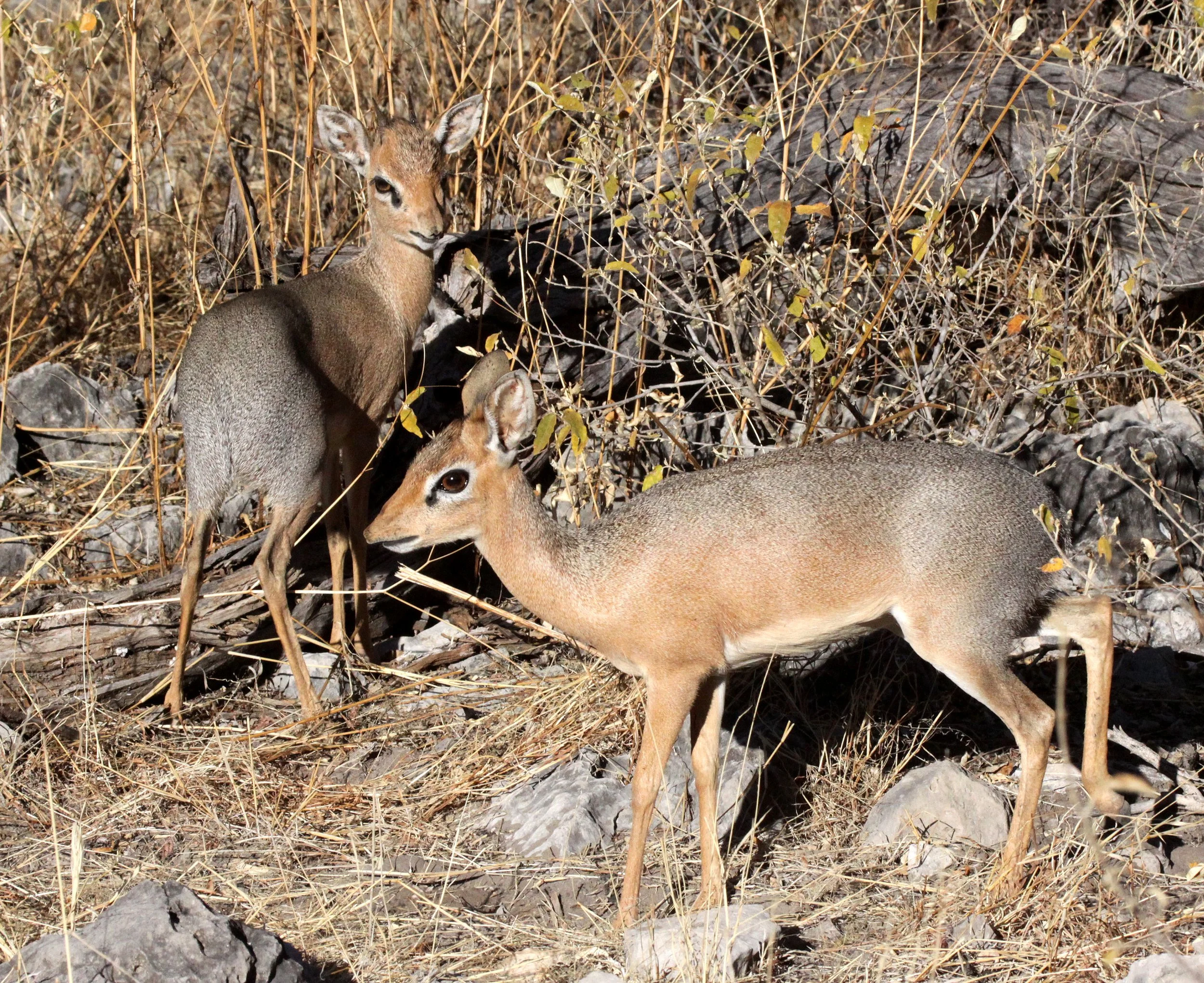 DIK-DIK - DAMARA DIK-DIK - Madoqua damarensis - ETOSHA NATIONAL PARK NAMIBIA (22).JPG
