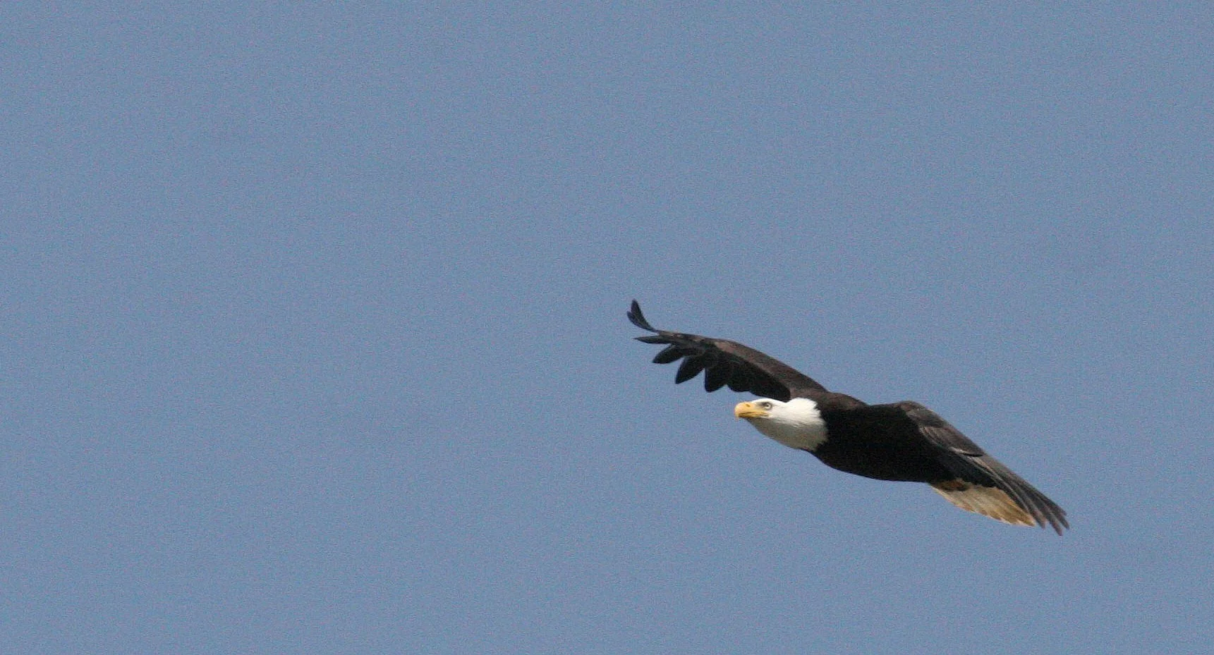 Haliaeetus leucocephalus - AMERICAN BALD EAGLE - ELWHA RIVER MOUTH WASHINGTON (66).JPG