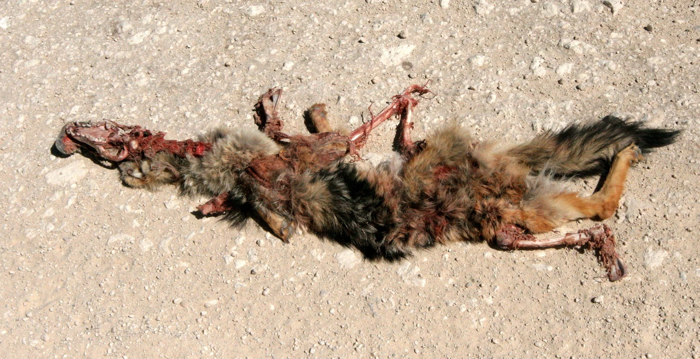 JACKAL - Lupulella mesomelas mesomelas - CAPE BLACK-BACKED JACKAL - ROADKILL - ETOSHA NATIONAL PARK NAMIBIA (1).JPG