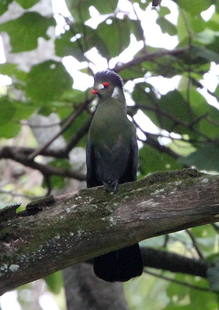 White-cheeked Turaco (Menelikornis leucotis) Langano Lake Ethiopia (10).JPG