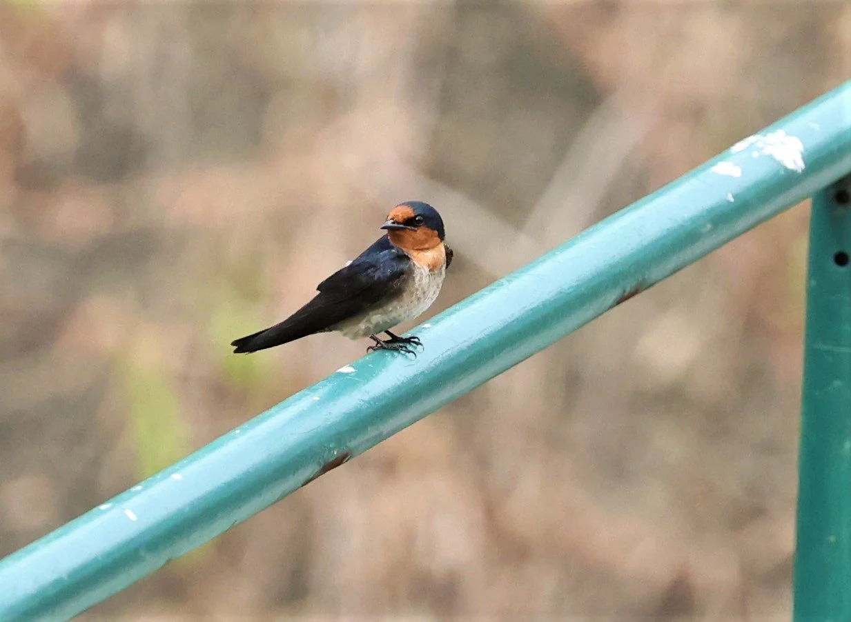 Pacific Swallow (Hirundo tahitica) Hala Bala NWS Thailand (3).jpg