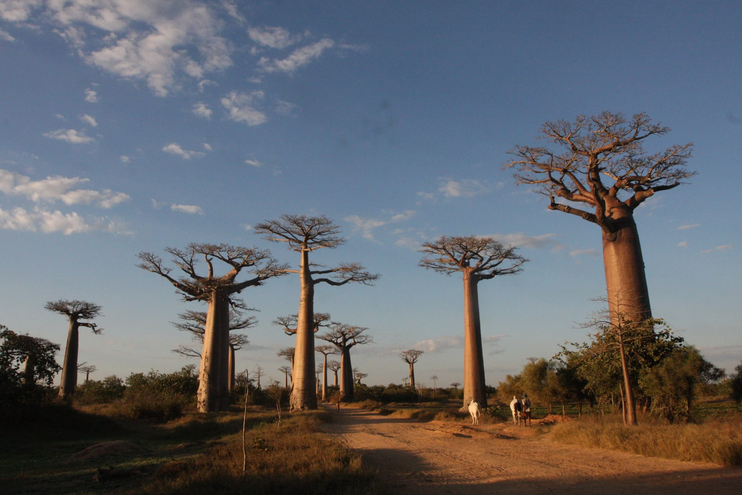 MORONDAVA MADAGASCAR - AVENUE DU BAOBABS - ADANSONIA GRANDIDIERI - VILLAGERS (38).JPG