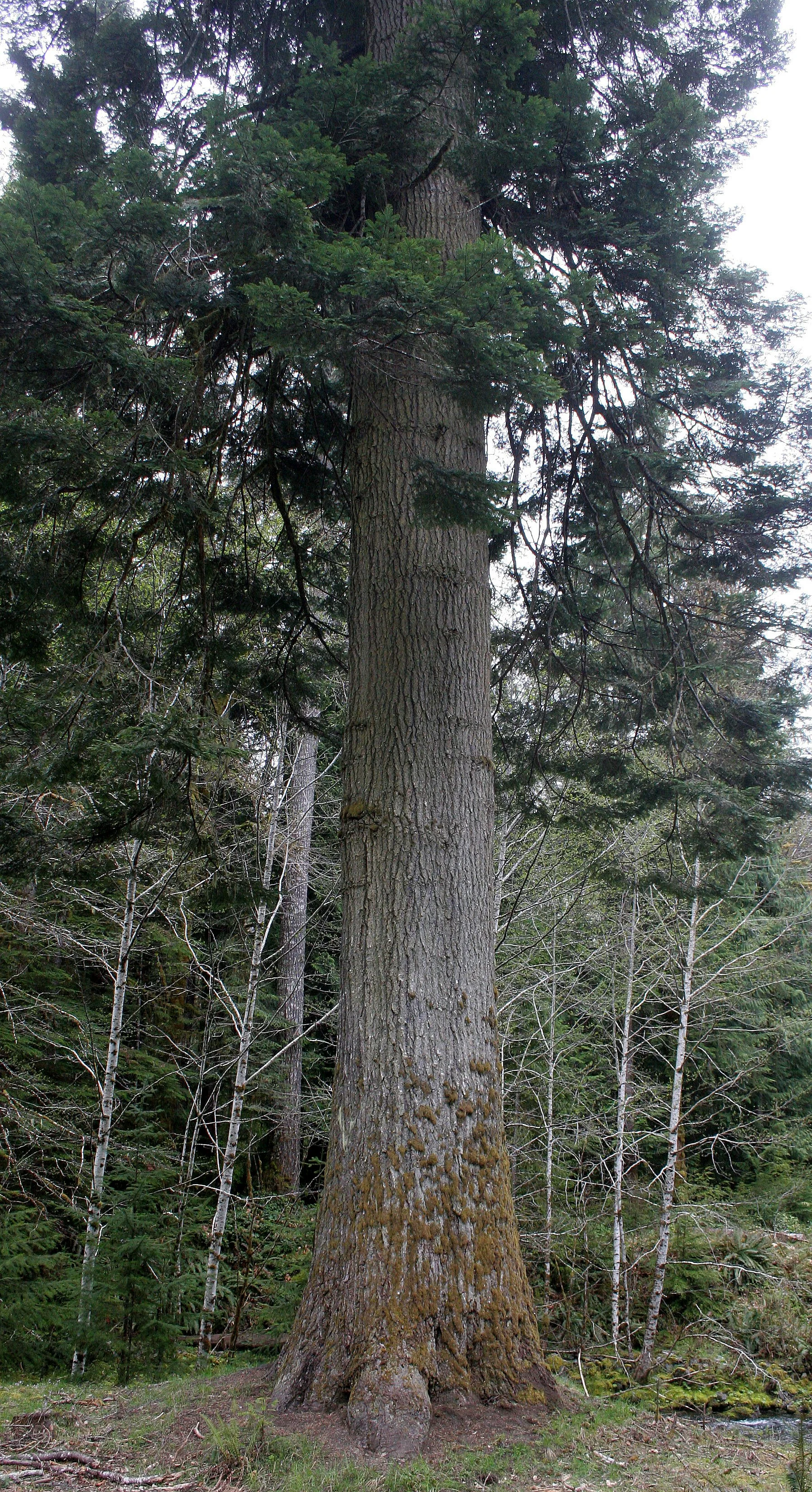 BARNES CREEK AND SURROUNDING FOREST (22).JPG