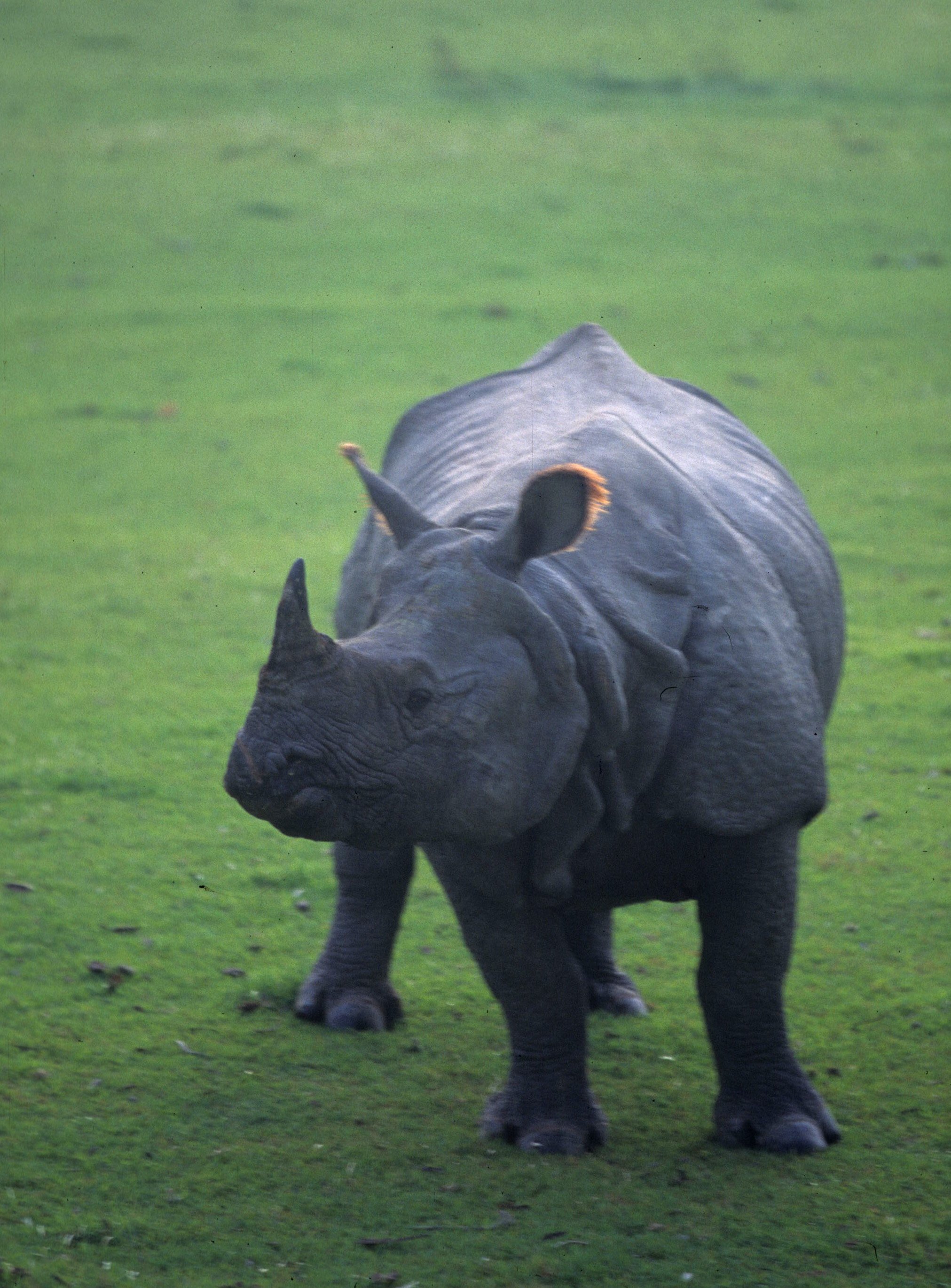 Rhinoceros unicornis - INDIAN (ASIAN ONE-HORNED) RHINOCEROS - CHITWAN NATIONAL PARK NEPAL (4).jpg
